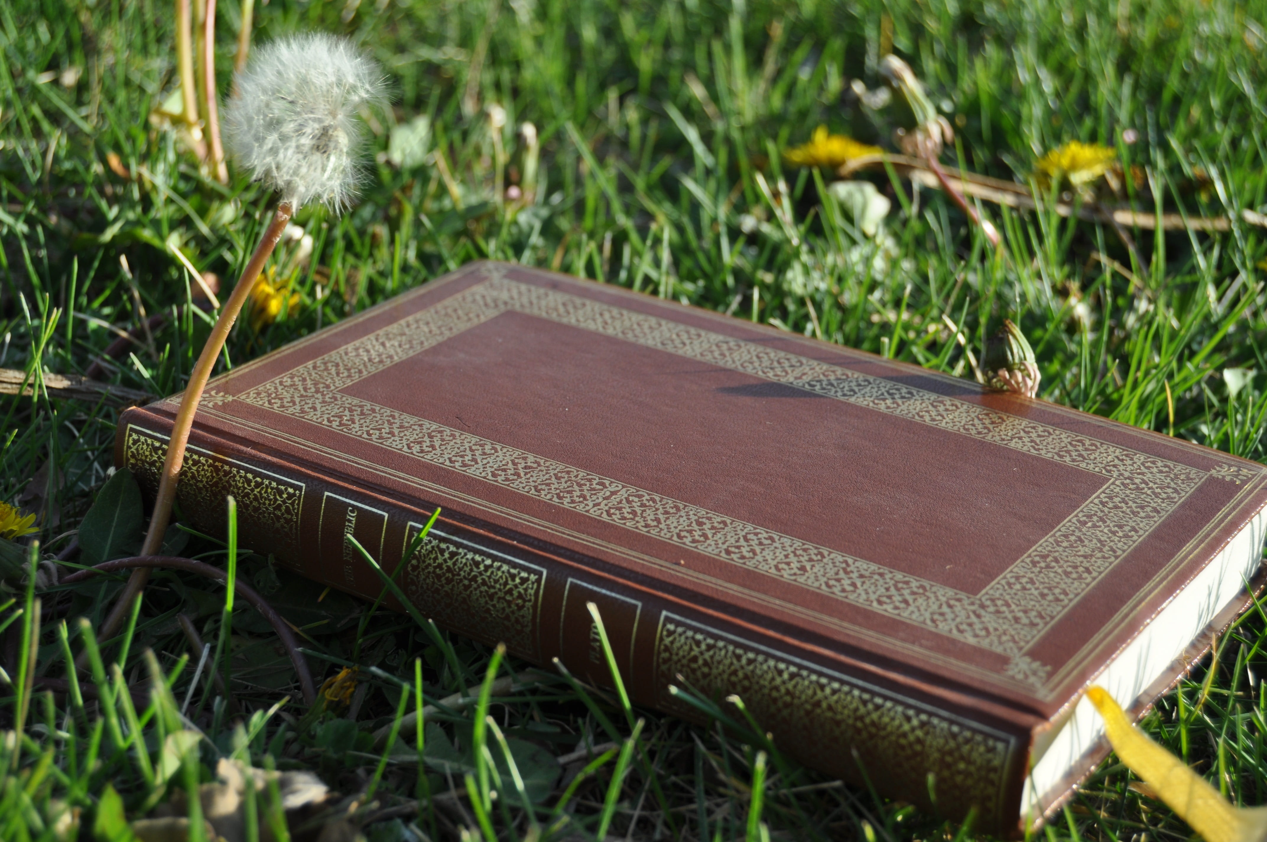 publication, mentor, green color, nature, study, book, wisdom, ethics, plant, day, focus on foreground, knowledge, think, republic, field, mindset, education, HD Wallpaper