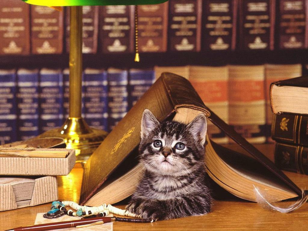 books, hd, 480P, art, eyes, kitten, cats, bookish, animals, cute, animal, cat, HD Wallpaper