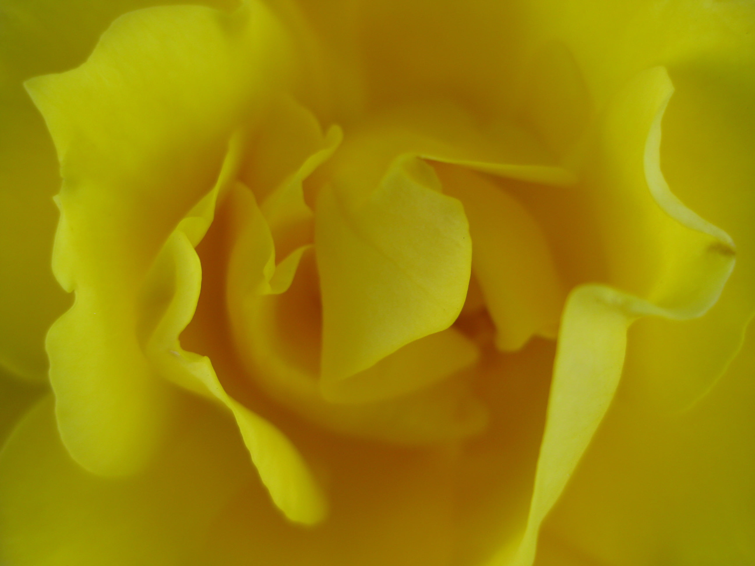 rose, yellow, plant, flower, beautiful, 2K, close-up, brainy, roses, bee, yellow Rose, art, petal, At Last, nature, in bloom, bloom, photo, macro, HD Wallpaper