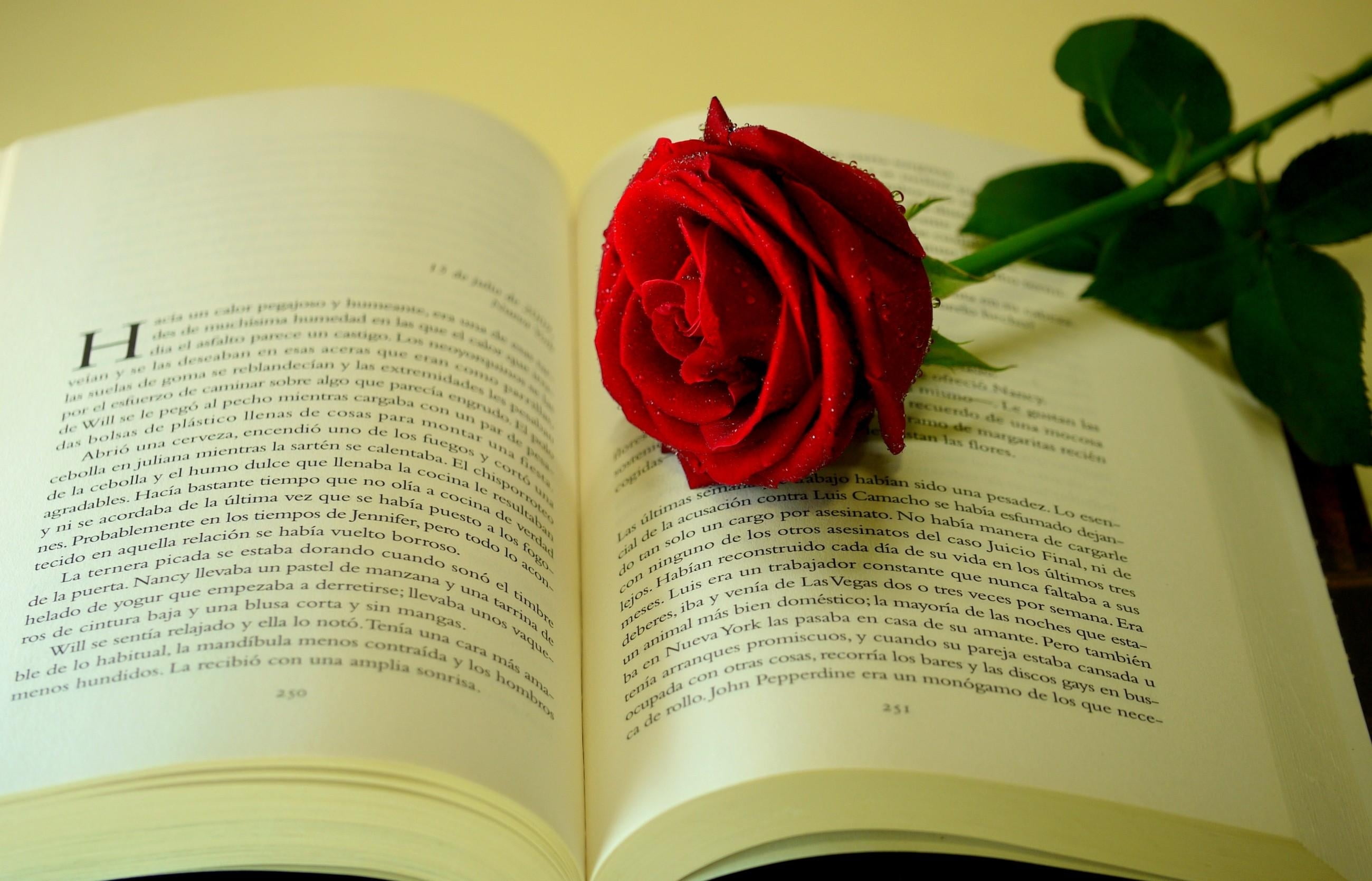 indoors, flower head, publication, freshness, christianity, love, close-up, book, western script, religion, spirituality, romance, text, open, plant, table, HD Wallpaper