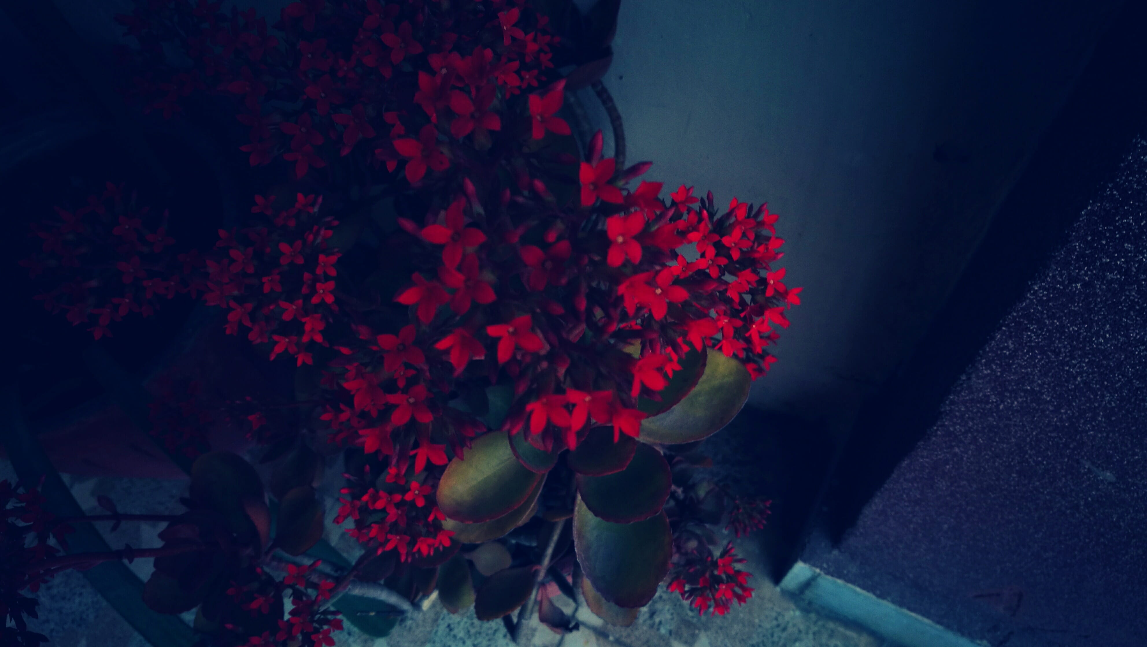 growth, night, flowering plant, low section, outdoors, beauty, 4K, bunch of flowers, nature, high angle view, flower, fragility, plant, vulnerability, HD Wallpaper