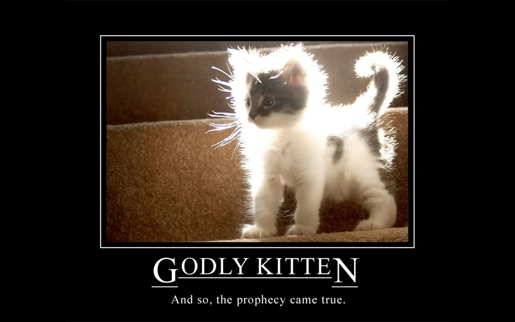 hd, text, stairways, motivational, x, kittens, animals, posters, 720P, art, sunlight, sun, cats, HD Wallpaper