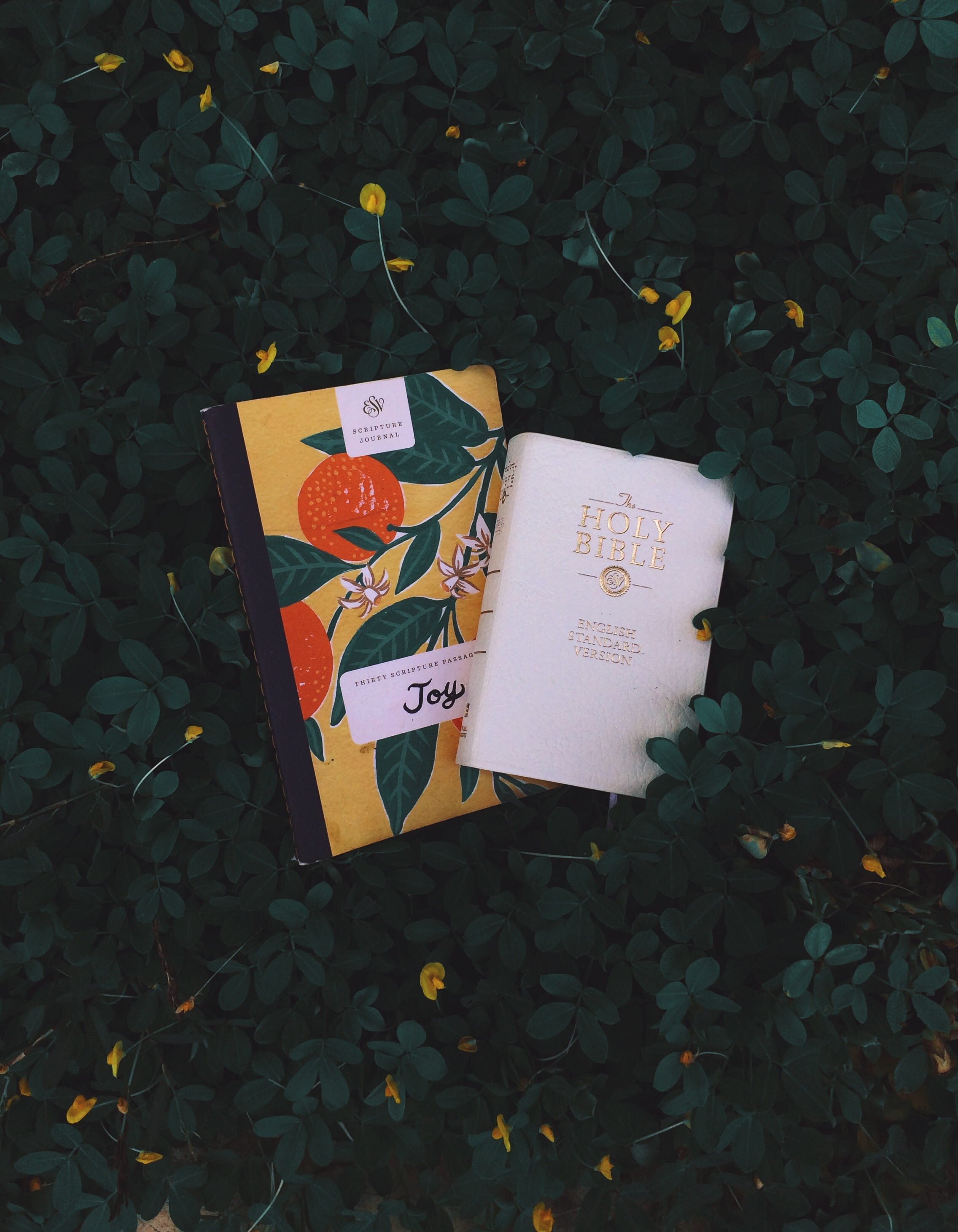 communication, foliage, dark, love, message, day, green, grass, books, note, holy, sign, leaf, bible, joy, holy bible, outdoors, leaves, high angle view, Phone HD Wallpaper
