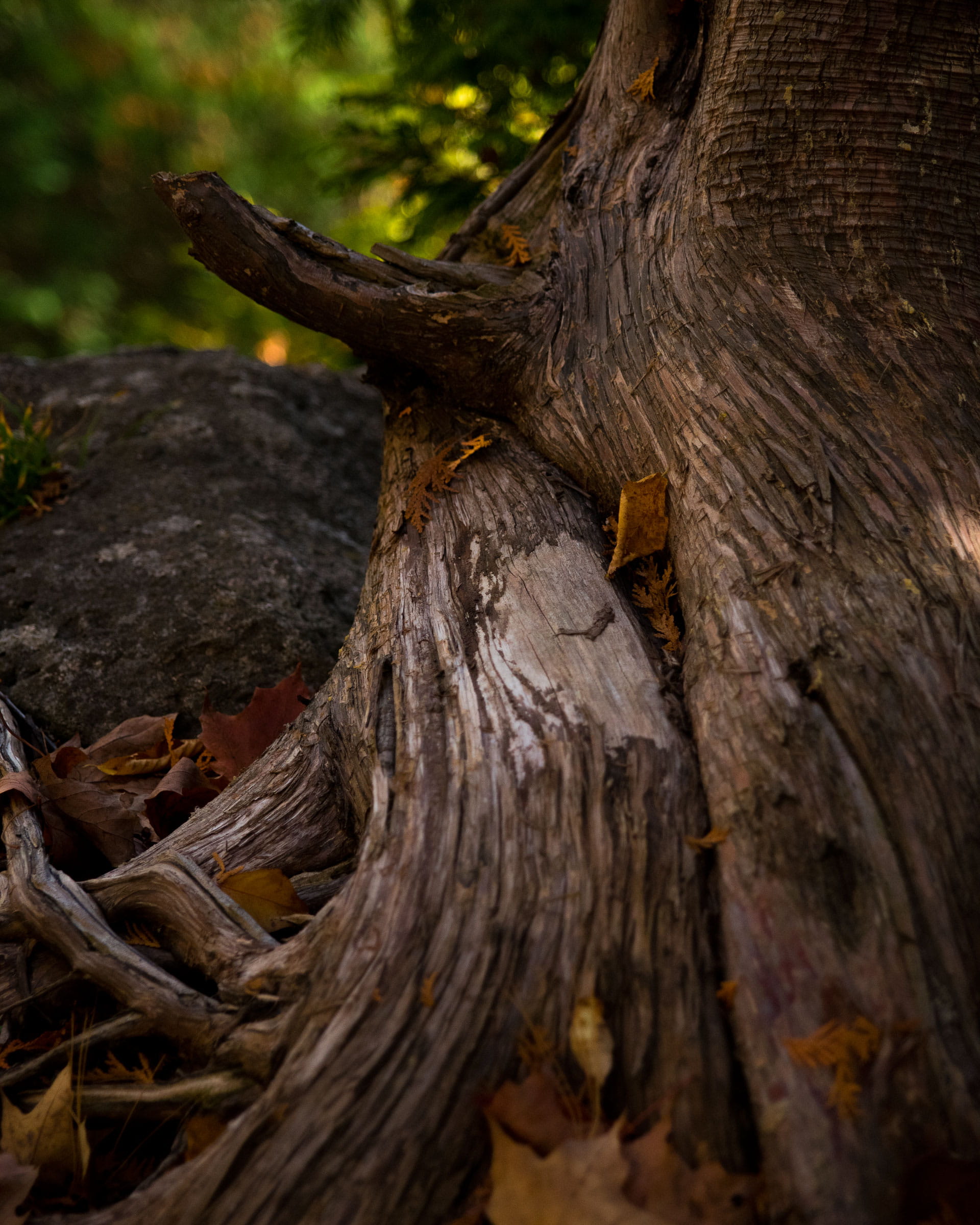 textured, tree trunk, 1080P, rattlesnake point conservation area, wood - material, milton, autumn, plant, shallowdof, nature, shallow depth of field, day, Phone HD Wallpaper