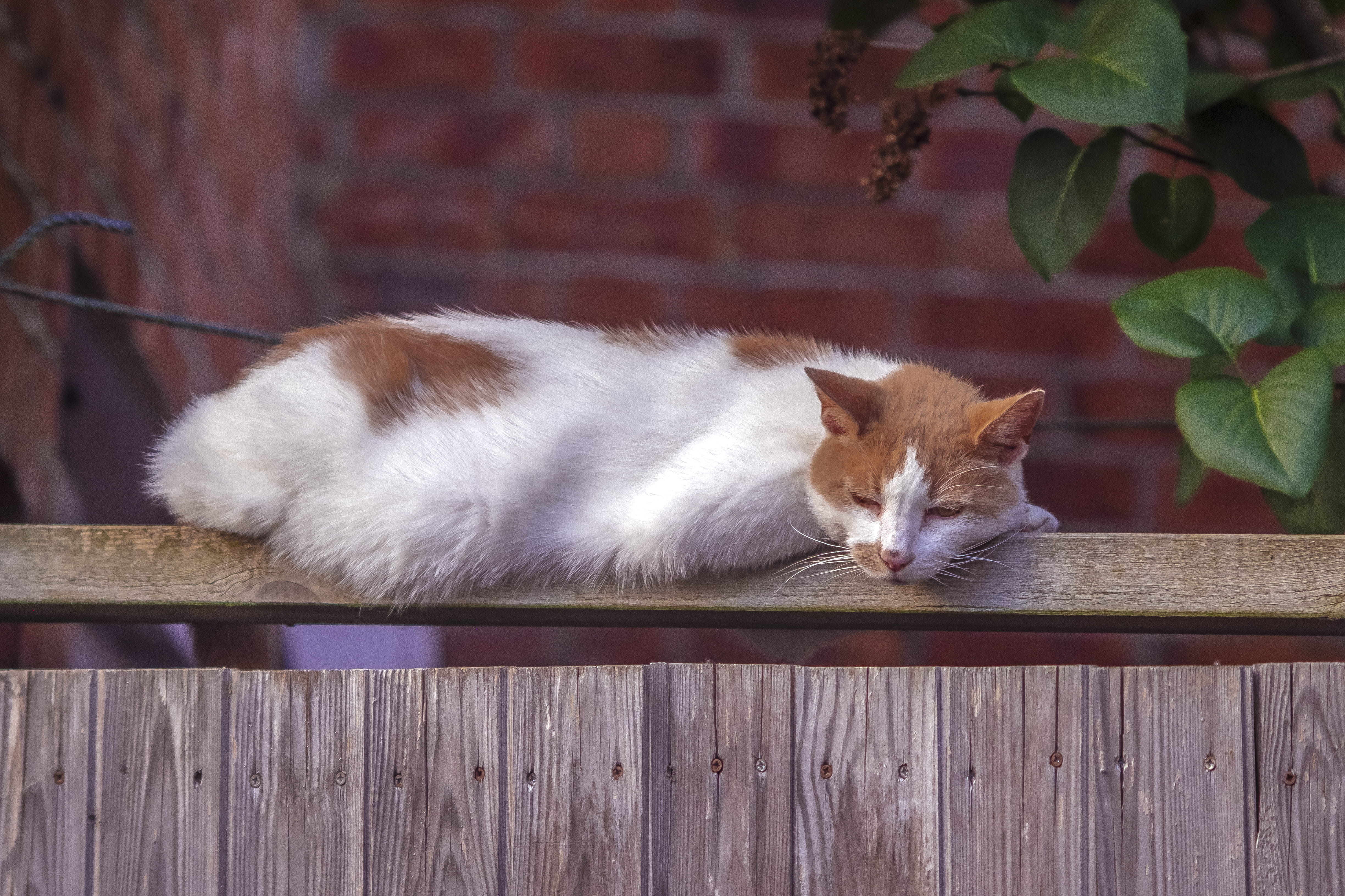 domestic animals, whisker, milton keynes, outside, 4K, domestic, plant part, pets, vertebrate, day, wood - material, animal, sleeping, wall, tree, gurad, HD Wallpaper