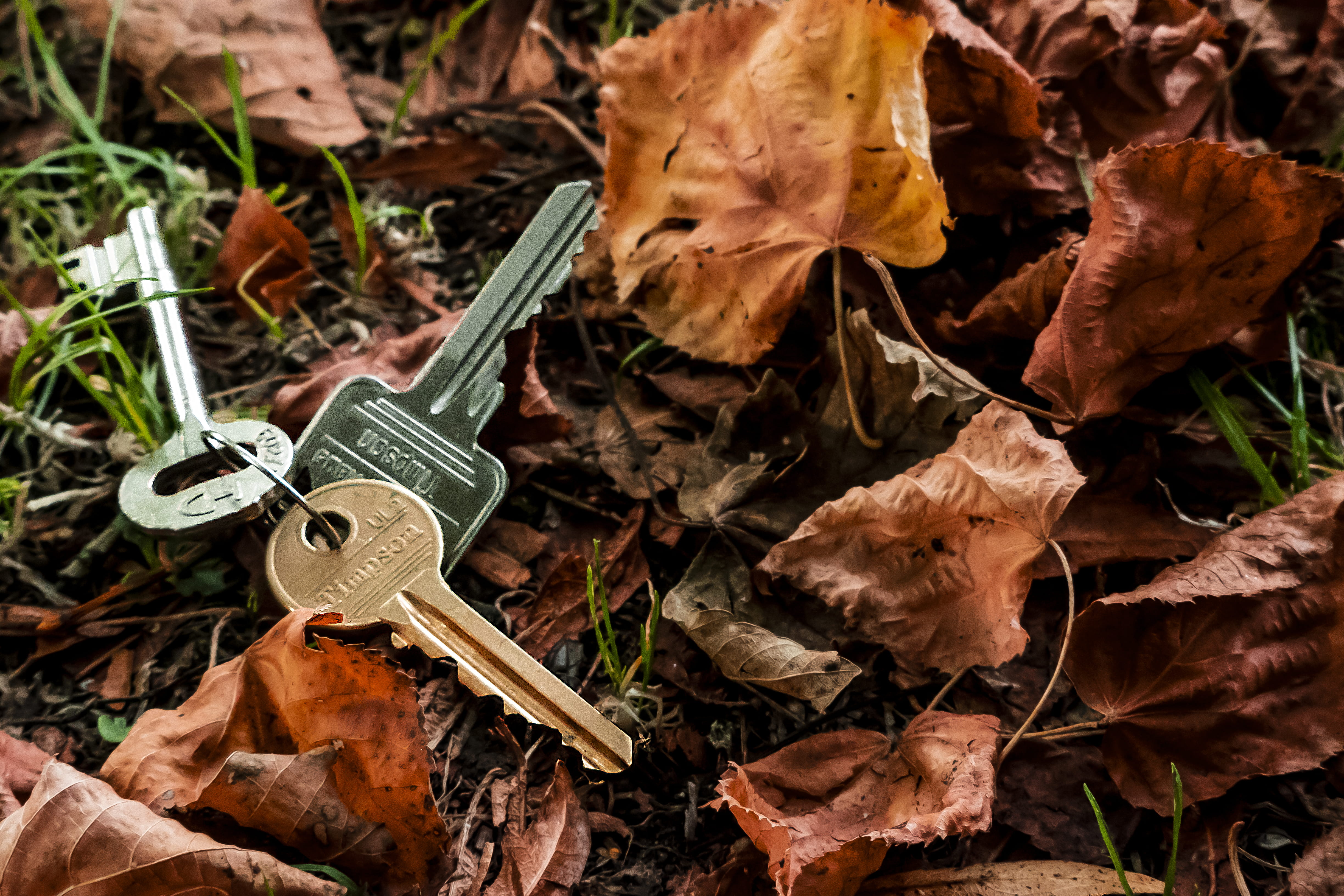 falling, ground, orange, land, autumn, plant, focus on foreground, fallen, fragility, high angle view, contrast, milton keynes, united kingdom, vulnerability, HD Wallpaper