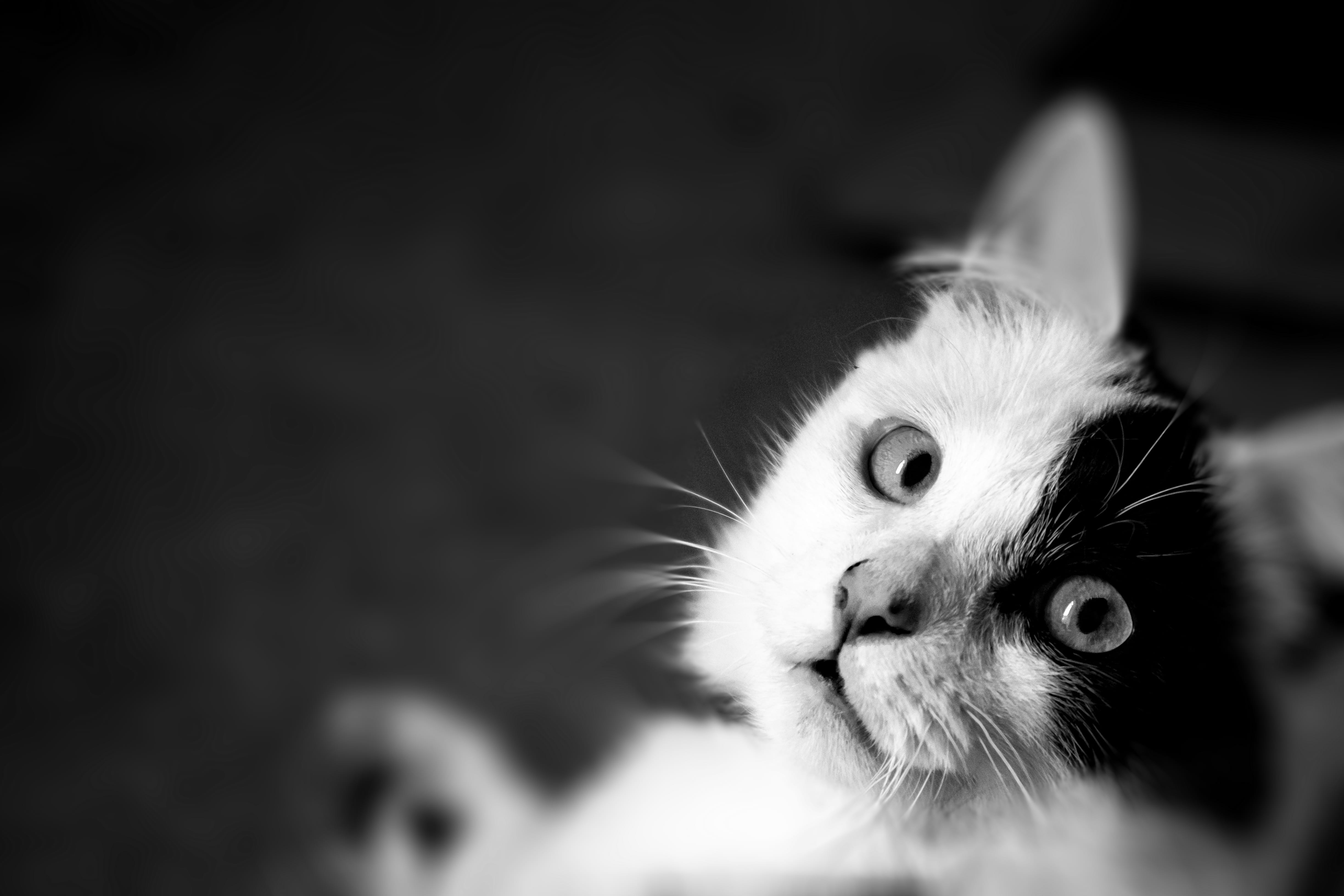 pets, domestic cat, no people, fur, focus on foreground, indoors, angora, stare, one animal, milton keynes, mammal, nature, white, male, portrait, young animal, HD Wallpaper