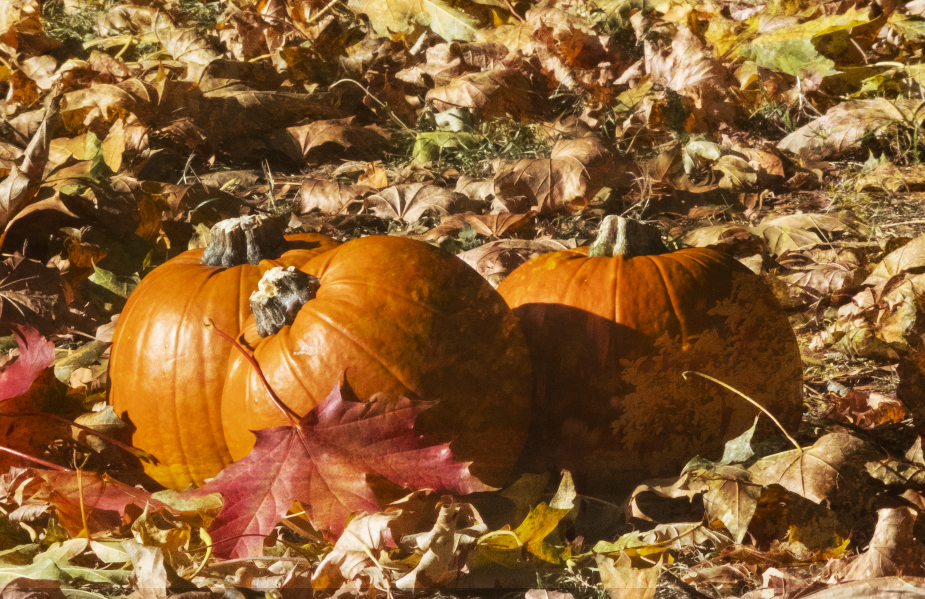 close-up, no people, land, orange color, outdoors, leaves, 2K, day, food and drink, field, autumn, plant part, food, dry, leaf, nature, plant, vegetable, HD Wallpaper