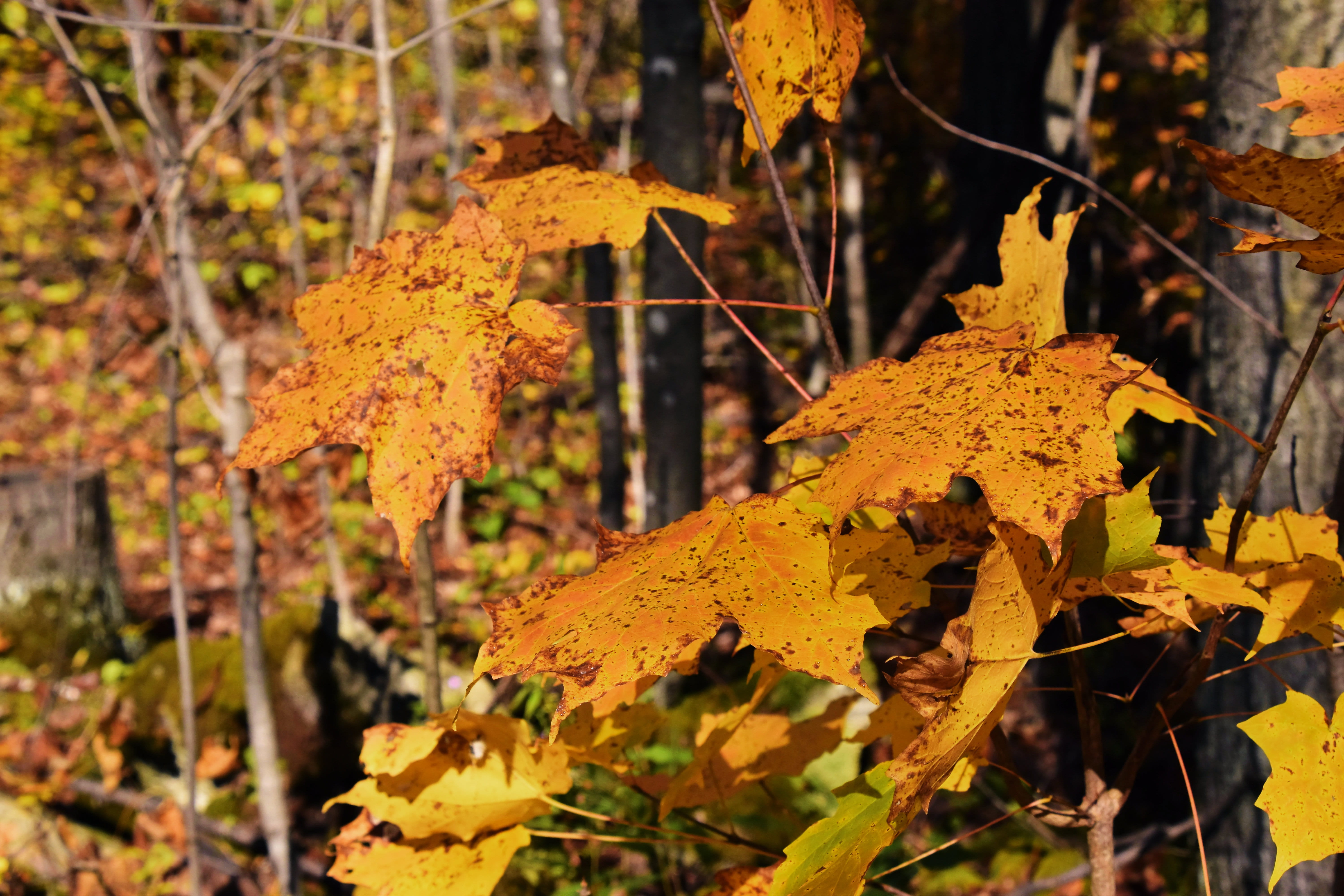 maple leaf, plant part, close-up, leaves, autumn, no people, land, plant, 5K, outdoors, change, fall, focus on foreground, canada, natural condition, orange color, HD Wallpaper