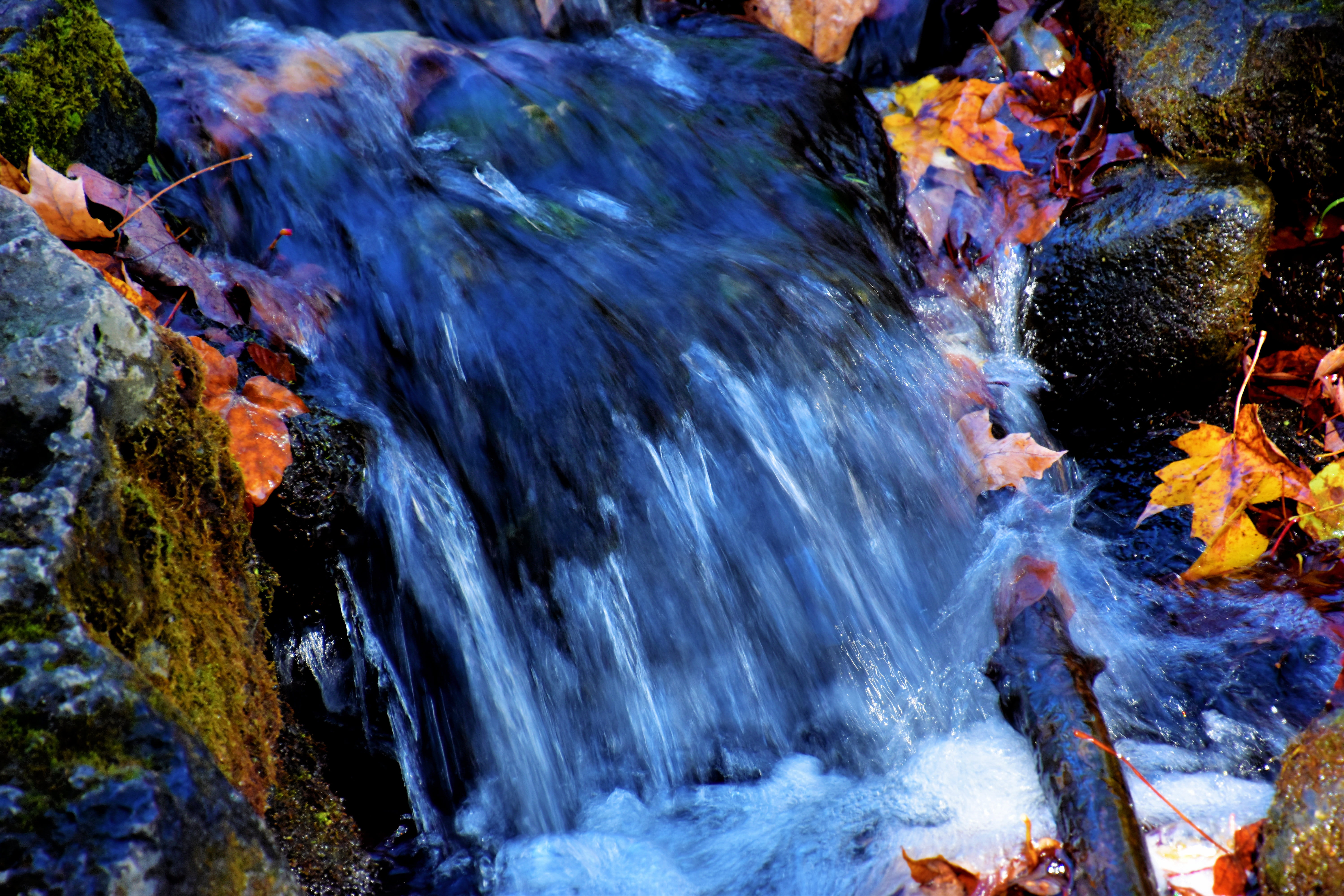 scenics - nature, 5K, blurred motion, heat - temperature, ocean, animal, outdoors, tree, canada, nature, sea life, leaf, hilton falls trail, flowing water, HD Wallpaper