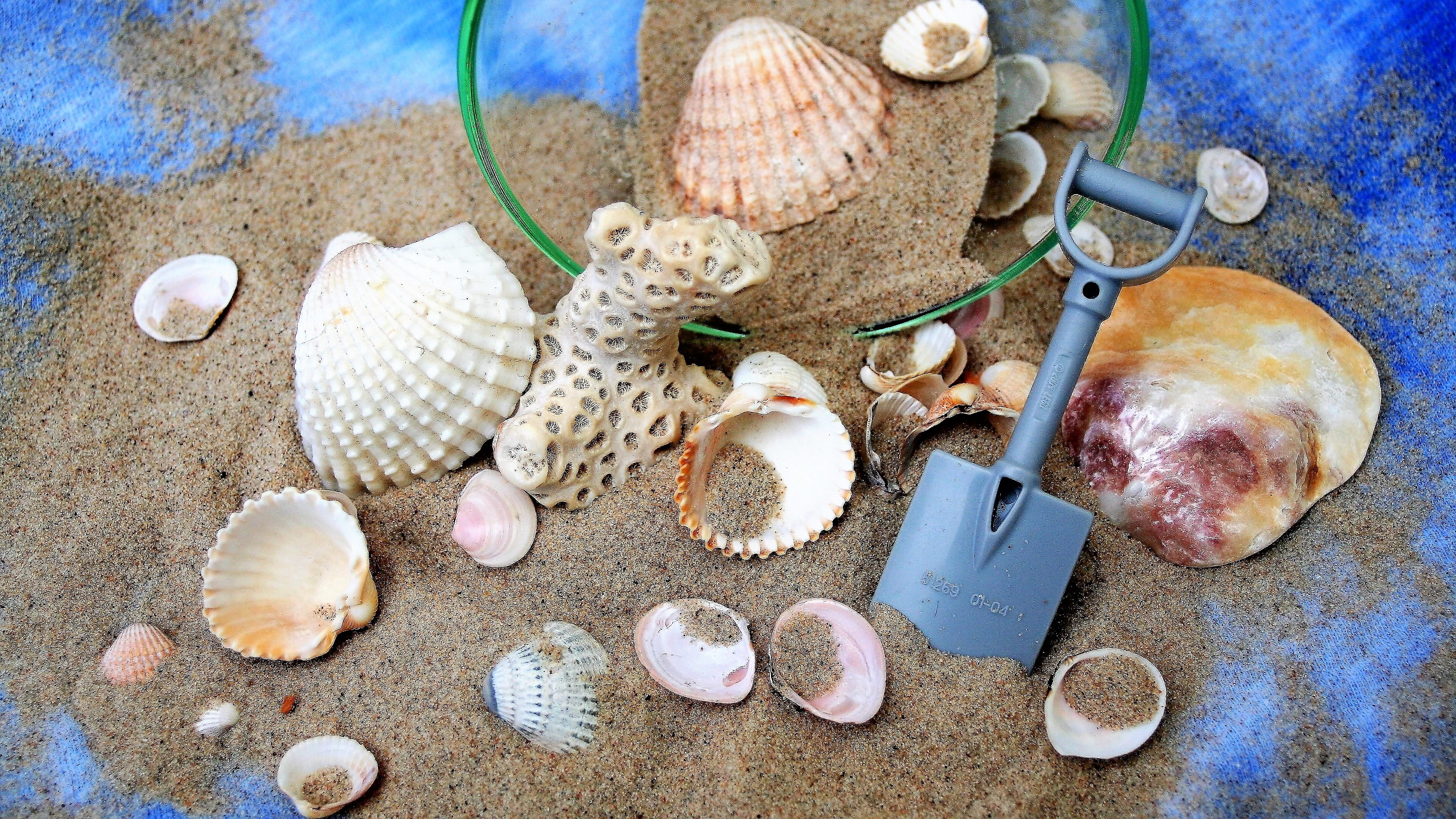 pastel, animal wildlife, ferie, still life, the delicacy, corals, close-up, a lot of shells, desire, sea, choice, spa, colour, decoration, fiction, pebble, HD Wallpaper