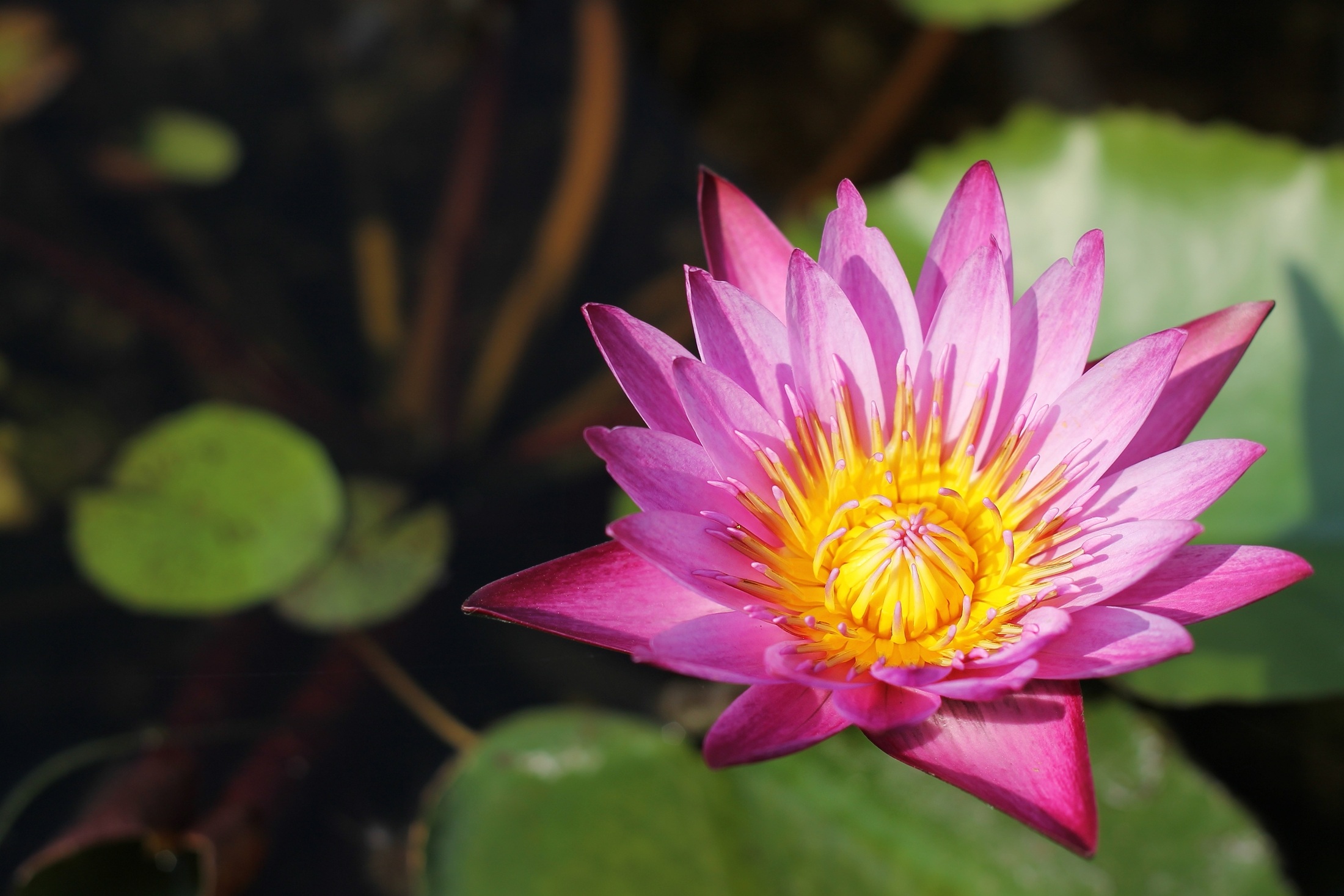 close-up, drops, rain, freshness, the environment, pink color, autumn leaves, plant, focus on foreground, growth, lotus, leaf, outdoor, houses, no people, HD Wallpaper