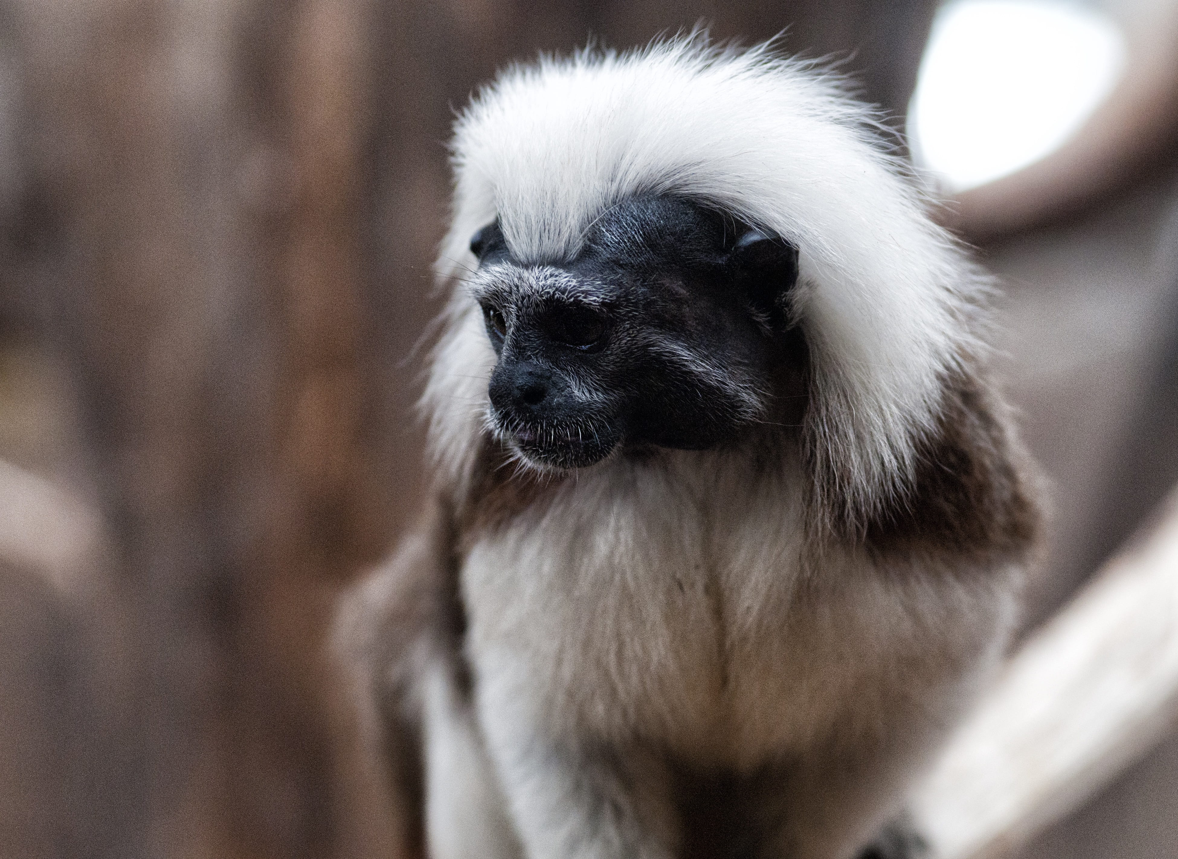 mammal, monkey, animal hair, day, looking, hair, animal themes, animal wildlife, close-up, animal head, animal, animal body part, vertebrate, no people, HD Wallpaper