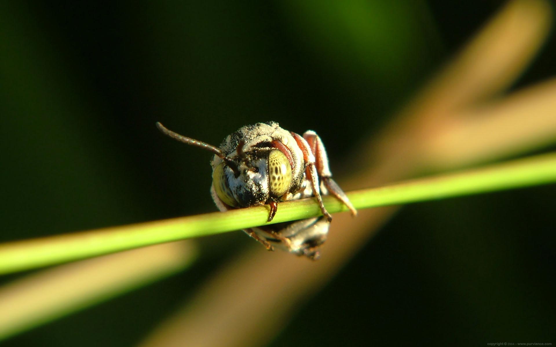 invertebrate, pinch, leaf, animal themes, animal eye, insect, zoology, animal wildlife, no people, 1080P, close-up, arthropod, nature, selective focus, HD Wallpaper