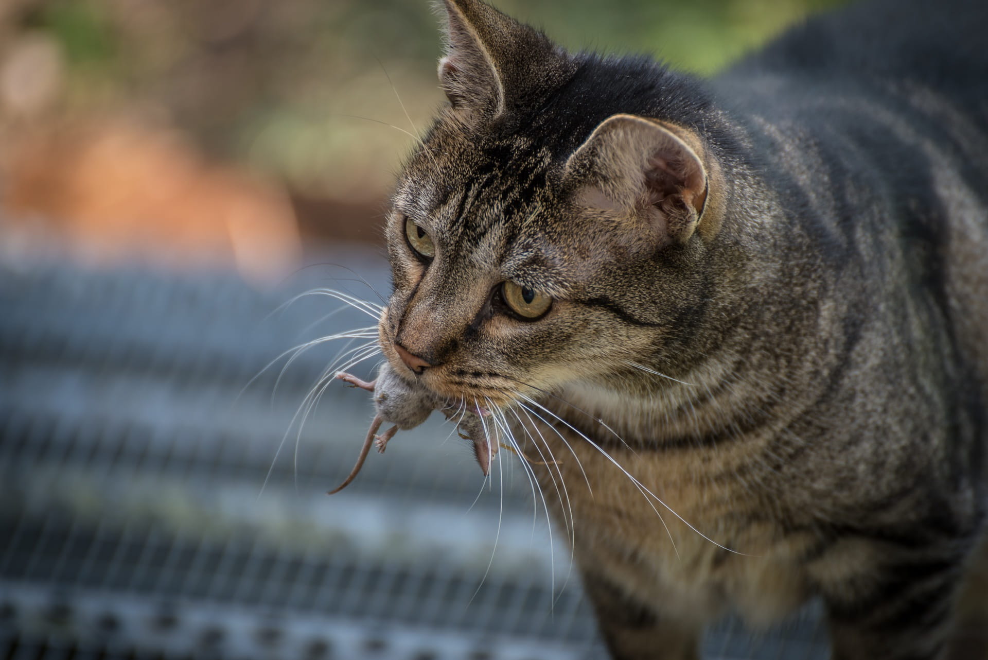 animal body part, animal themes, one animal, cat, feline, domestic animals, animal head, whisker, animal, mouse, day, prey, looking, hunting, pinch, mammal, HD Wallpaper