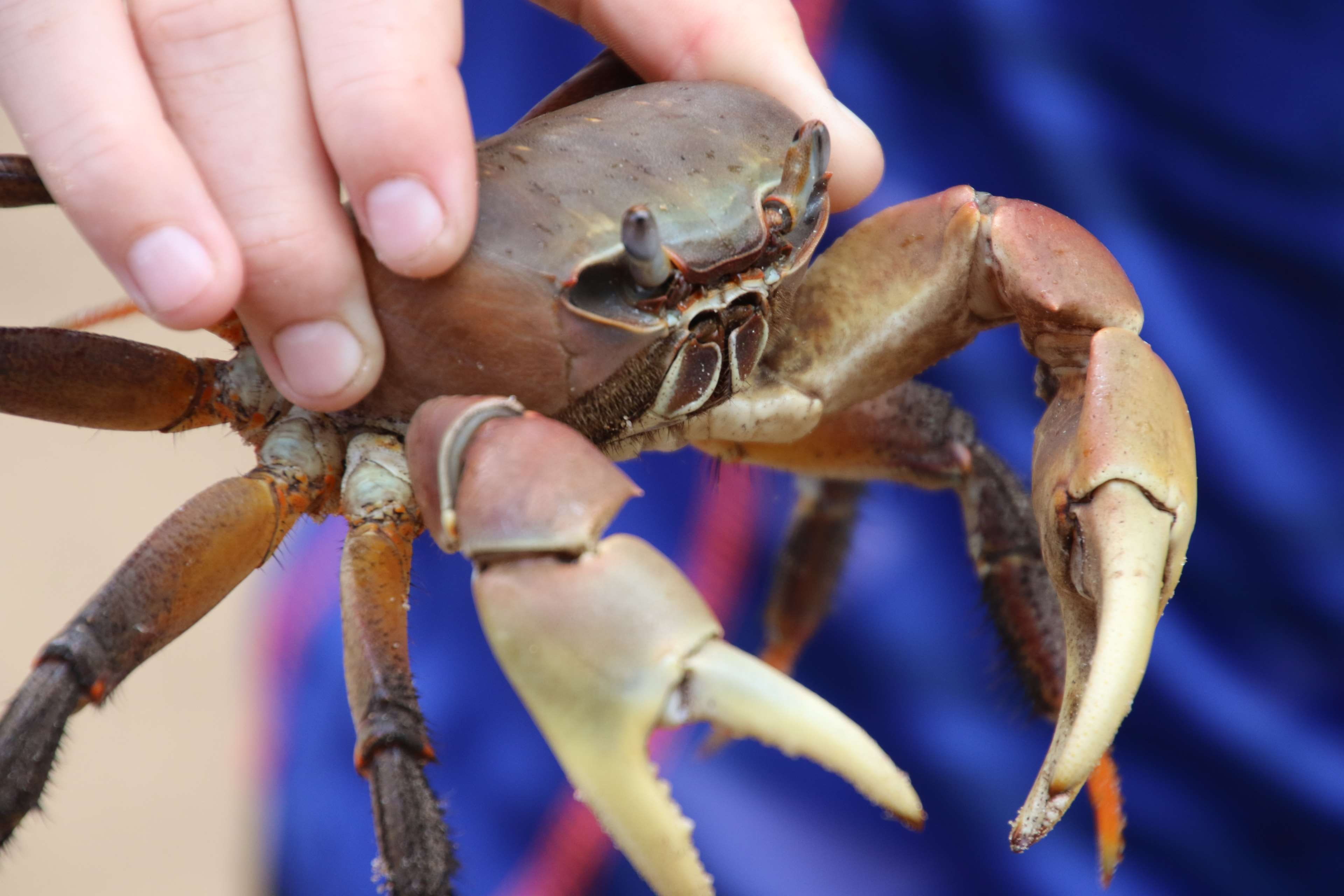 sea life, one animal, human body part, finger, close-up, sea animal, holding, human hand, body part, animals in the wild, crab, animal, 4K, animal wildlife, HD Wallpaper