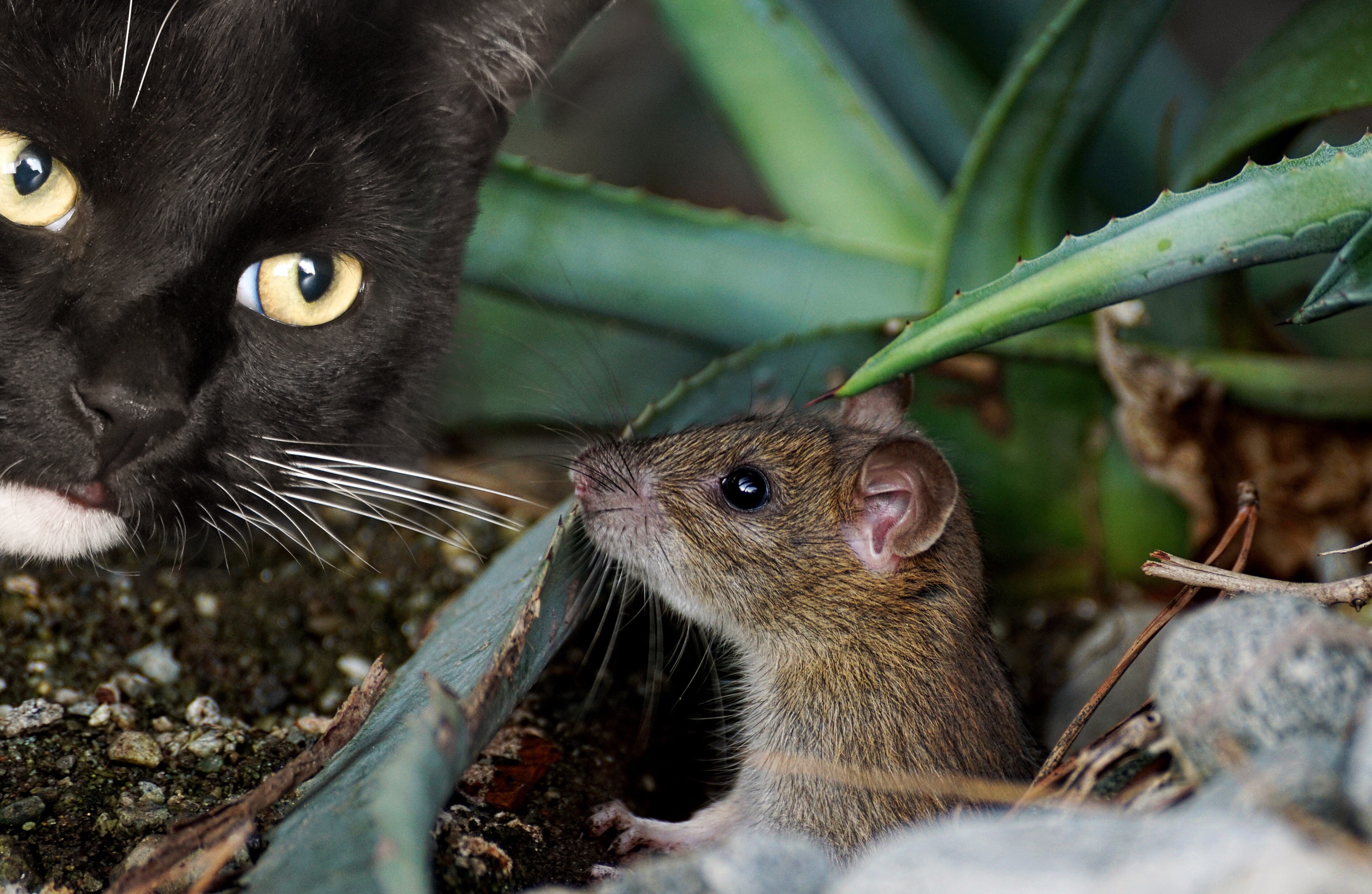 5K, plant, shallow, animal eye, mouse, mammal, emotion, whisker, hunting, fur, vertebrate, emotions, pets, domestic, portrait, black, funny, focus, attention, HD Wallpaper