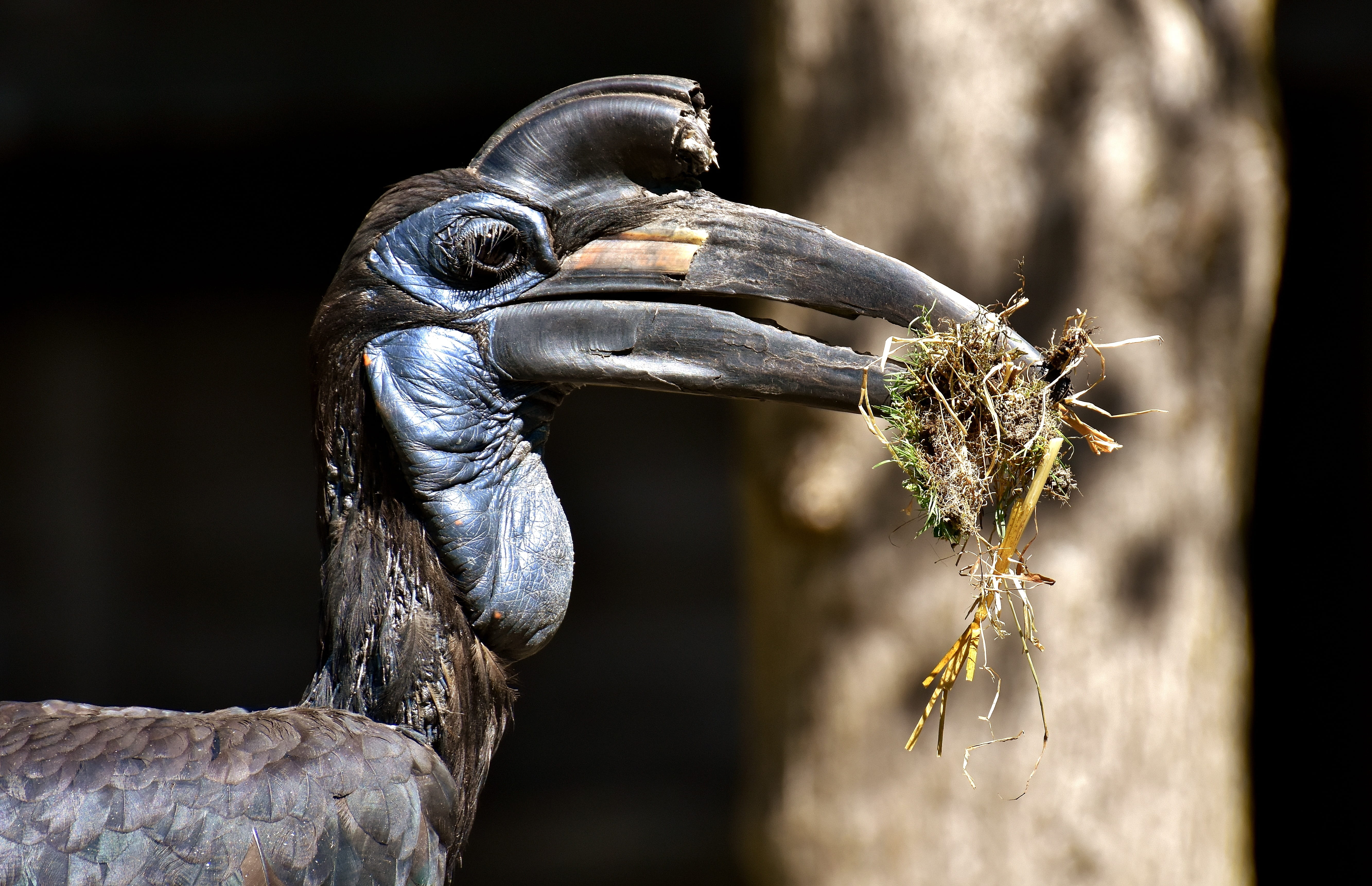 nature, day, photography, focus on foreground, beak, tierpark hellabrunn, zoo, animal world, eating, one animal, black, vulture, animal themes, animal head, HD Wallpaper