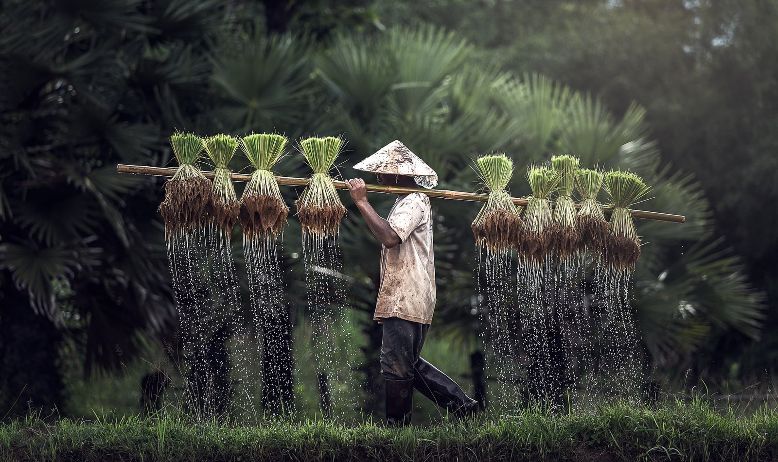 day, grass, land, plant, farm, occupation, outdoors, farmers, obscured face, people, nature, clothing, hat, farmer, working, gardening, 720P, field, asian style conical hat, HD Wallpaper