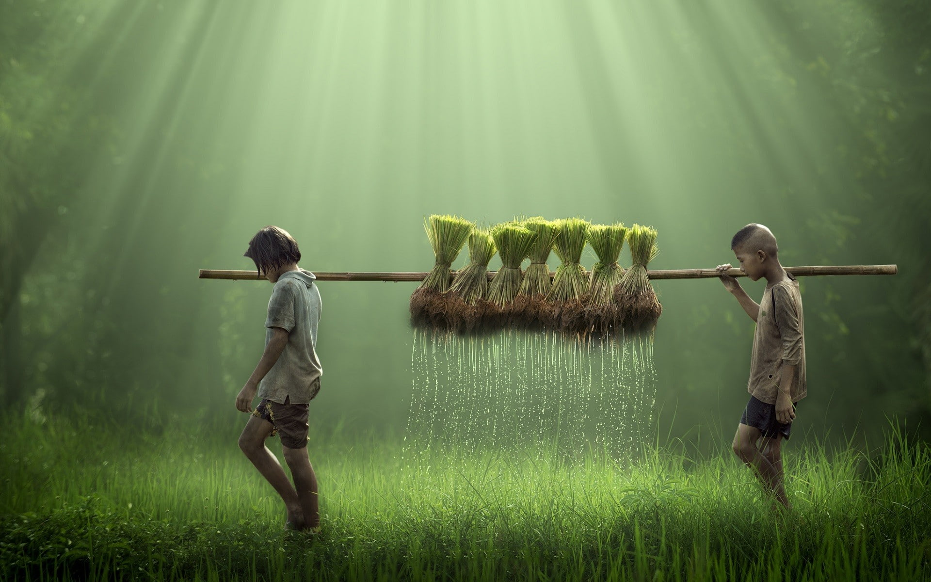 farm, farmers, 1080P, field, rice, water, children, water drops, nature, HD Wallpaper