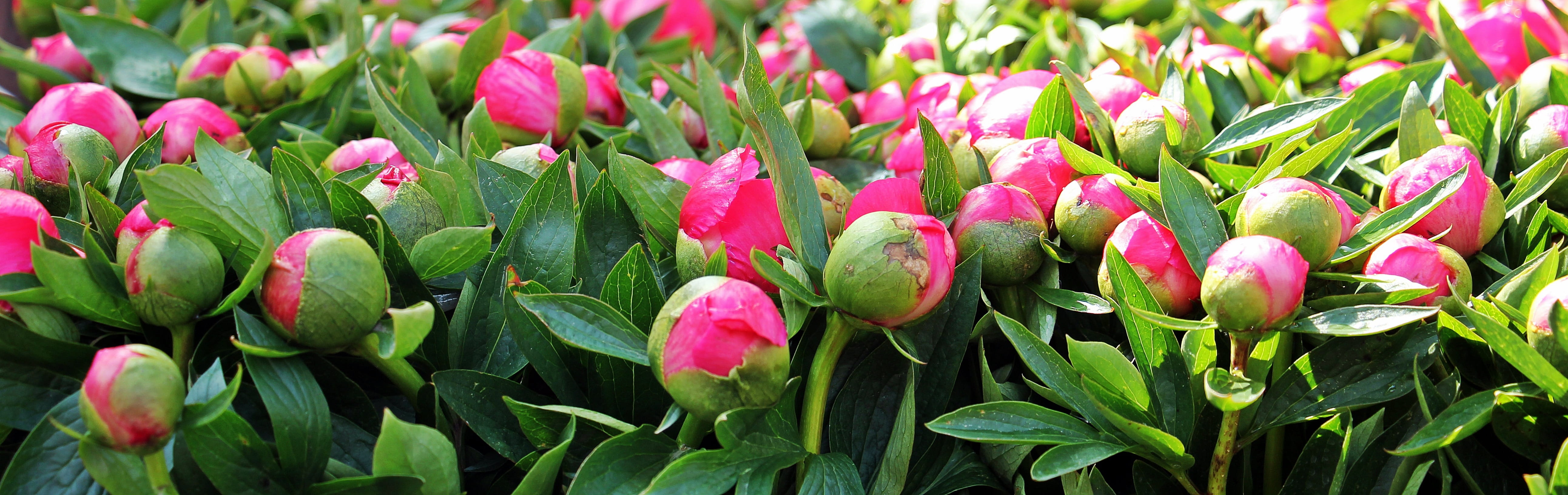 flourished, flower, decorative, rose, day, garden, fragility, nature, multi Colored, peony, blossomed, growth, plant part, tulip, season, blossom, outdoors, HD Wallpaper