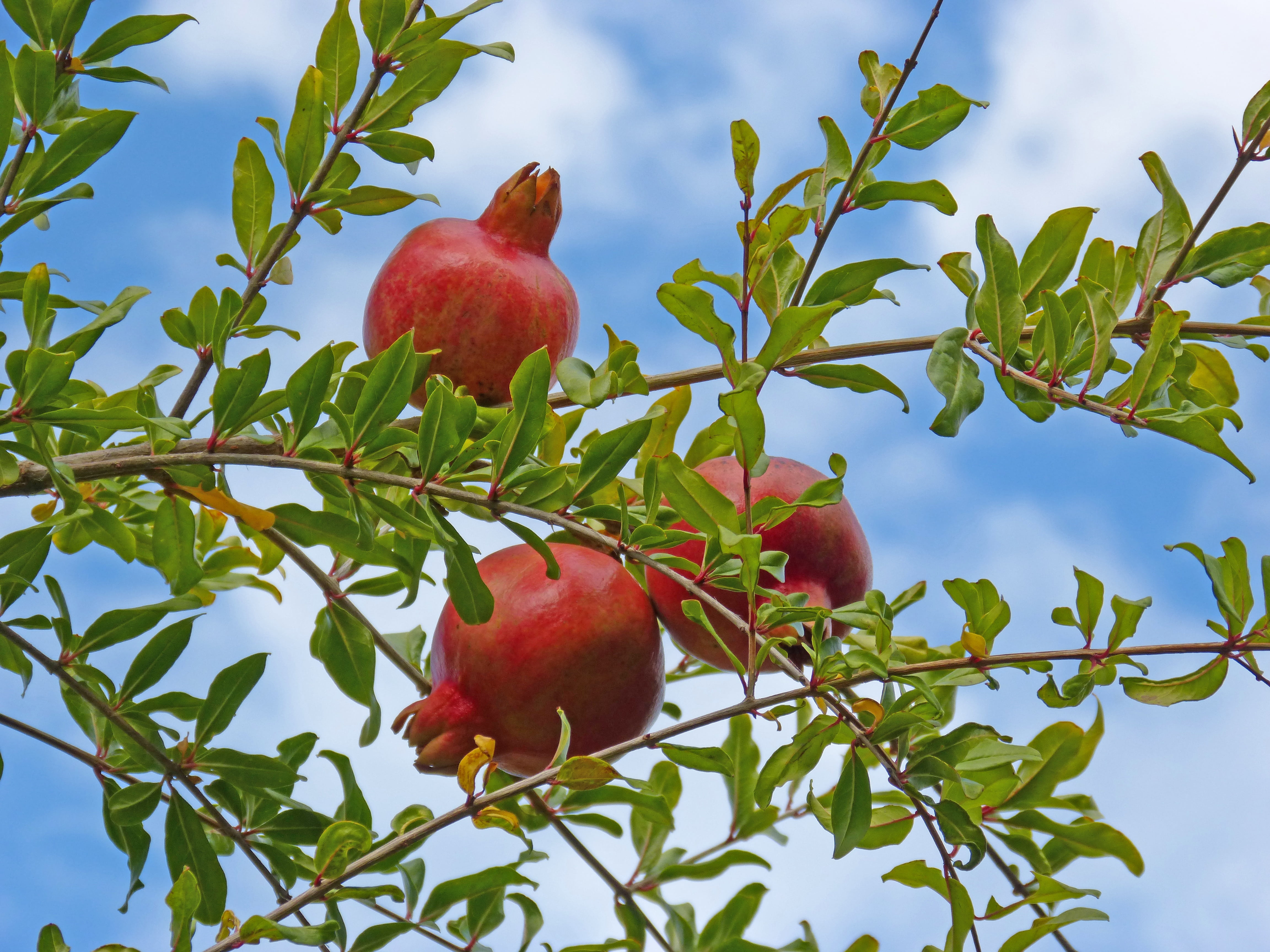 granado, wellbeing, orchard, growth, organic, autumn, red, nature, food and drink, healthy Eating, no people, pomegranate, bio, magrana, freshness, local, HD Wallpaper