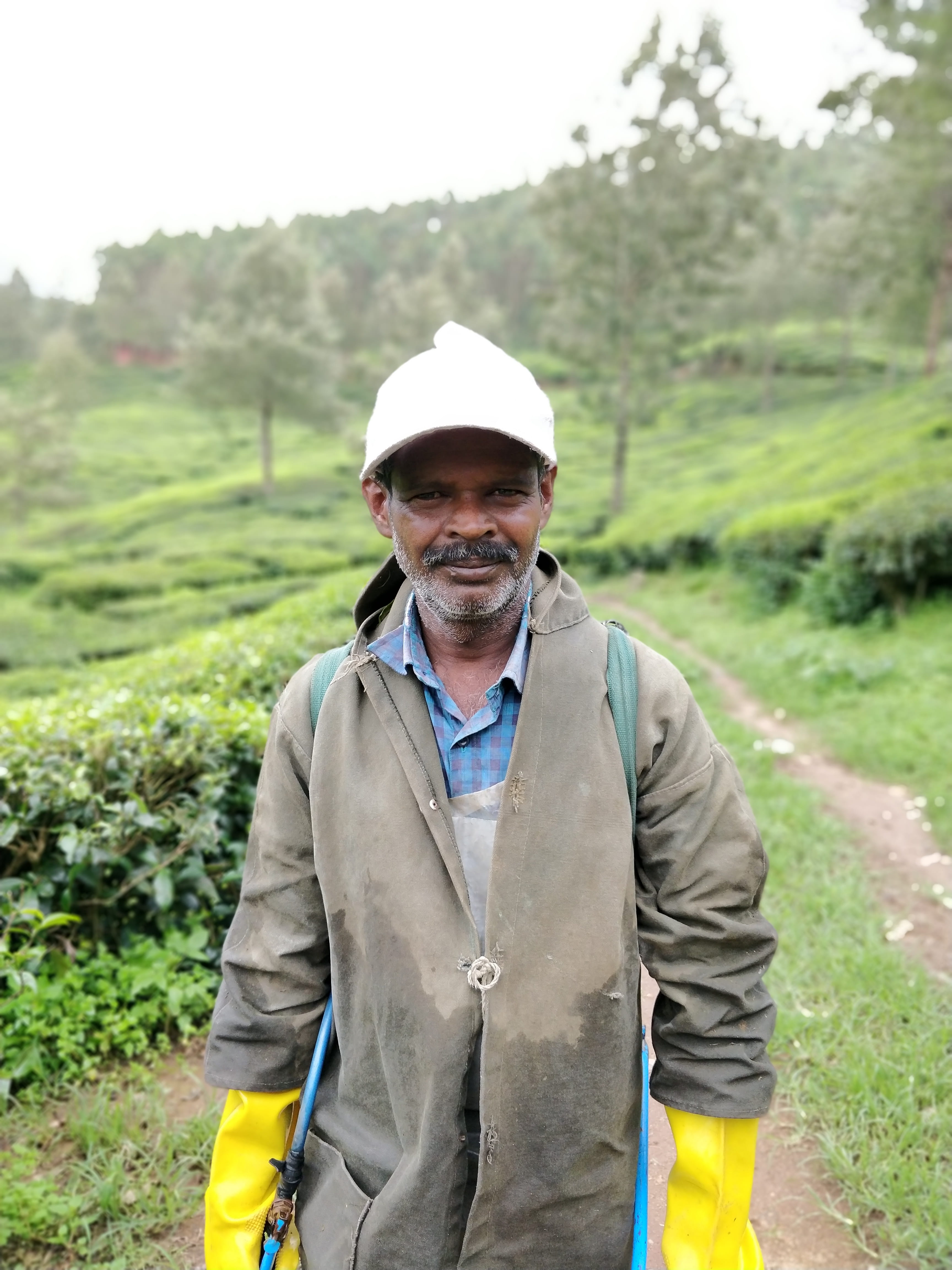 field, x-887, indian, forest, males, senior adult, front view, tea estate, plant, adult, real people, worker, bokeh, man, mobile photography, people, land, Phone HD Wallpaper
