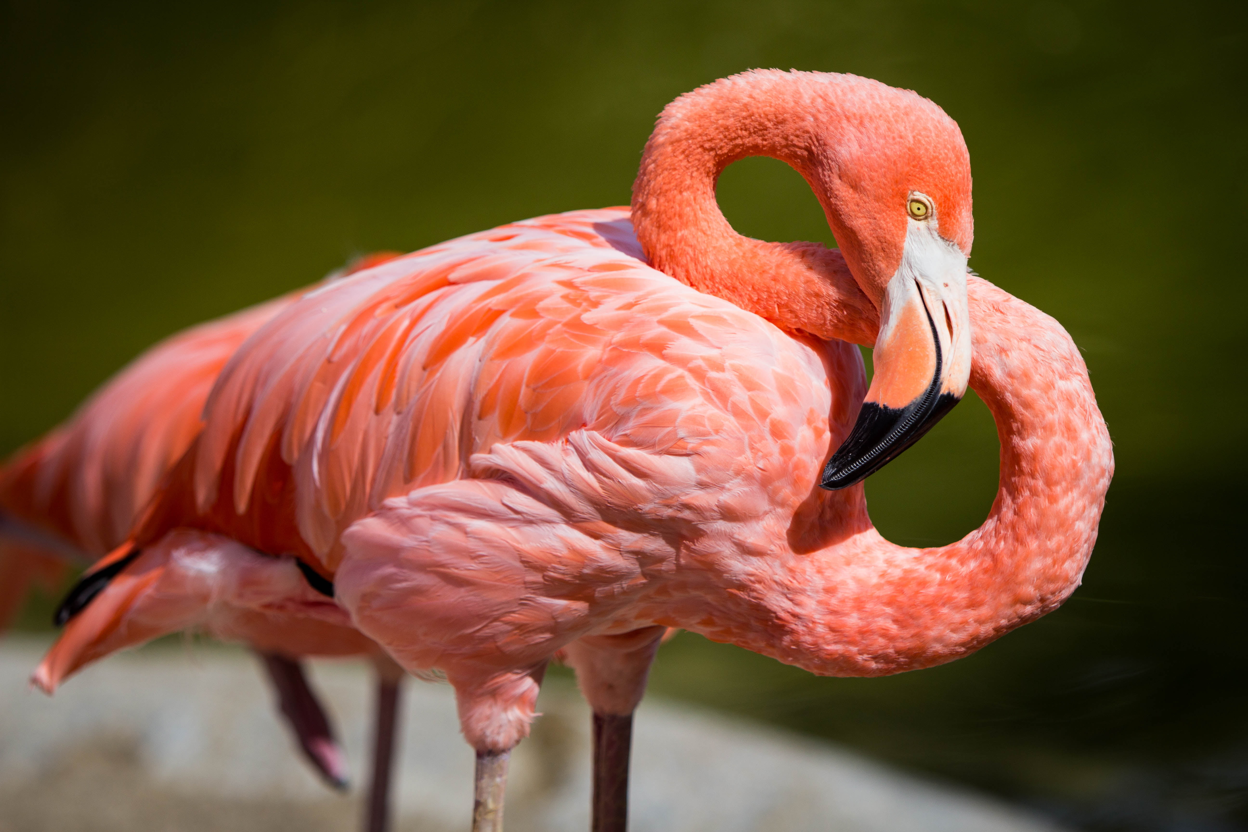 San Diego Zoo, pink flamingo, photo, f2.8, Locale, Lightroom, pink, Bird, animal, beak, feather, wildlife, WAP, animals In The Wild, zoo, nature, 5K, Location, HD Wallpaper