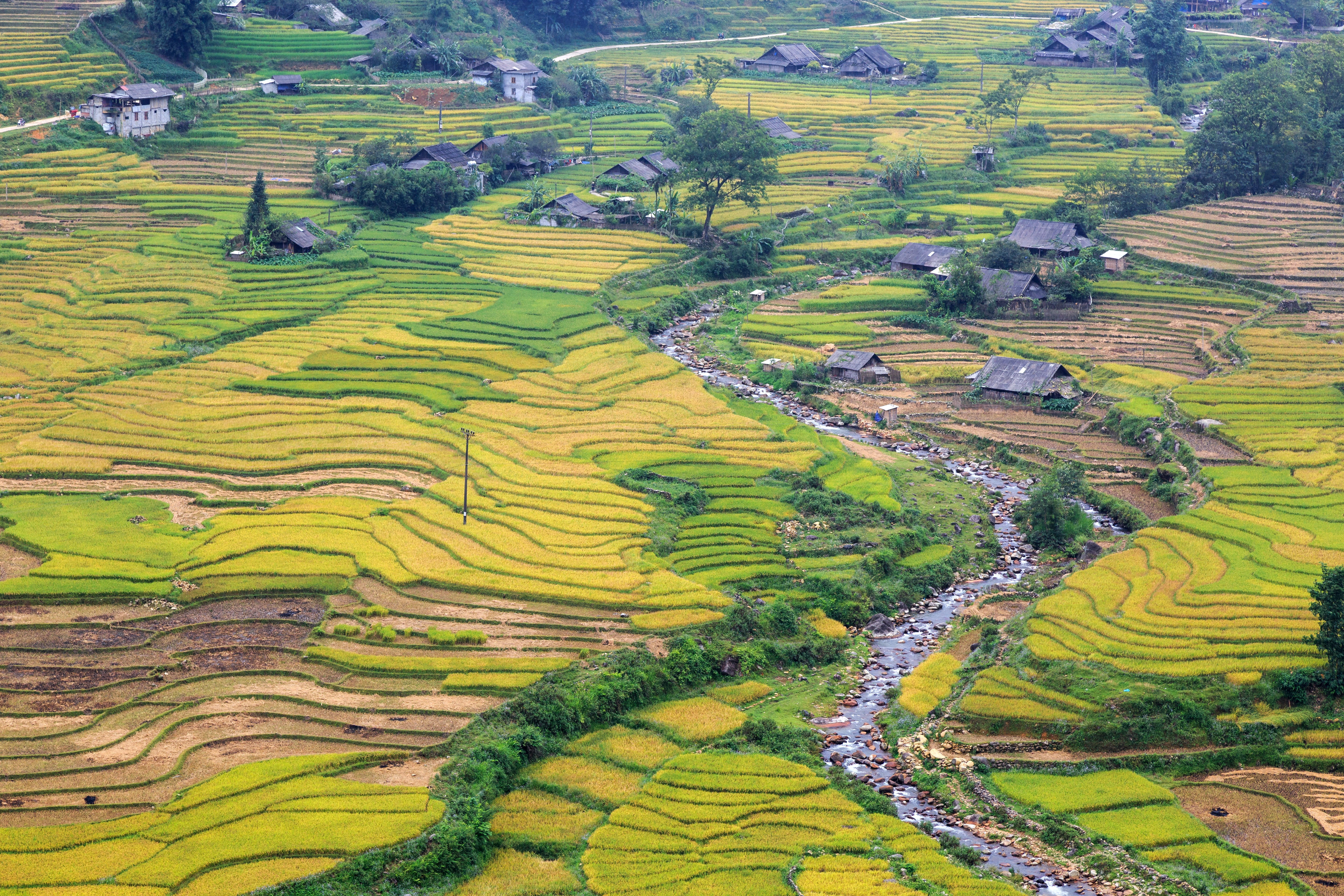 hill, travel, field, plant, rice paddy, terrace, agriculture, local, aerial, photography, plantation, land, rice, vietnam, farm, no people, landscape, green, HD Wallpaper