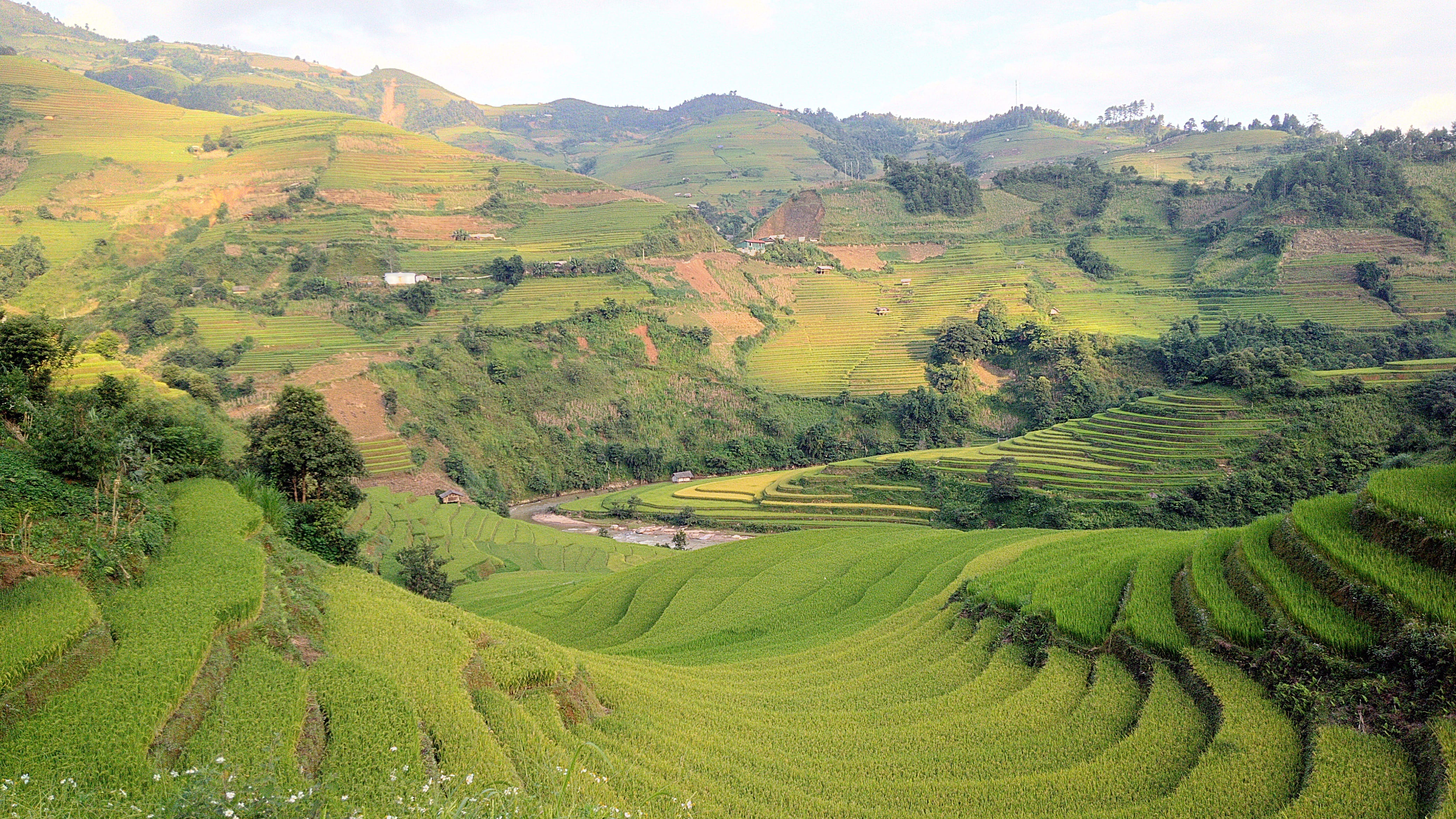 mountain, green color, tranquil scene, crop, environment, land, tranquility, minority, no people, terraced field, rice - cereal plant, vietnam, farm, field, HD Wallpaper