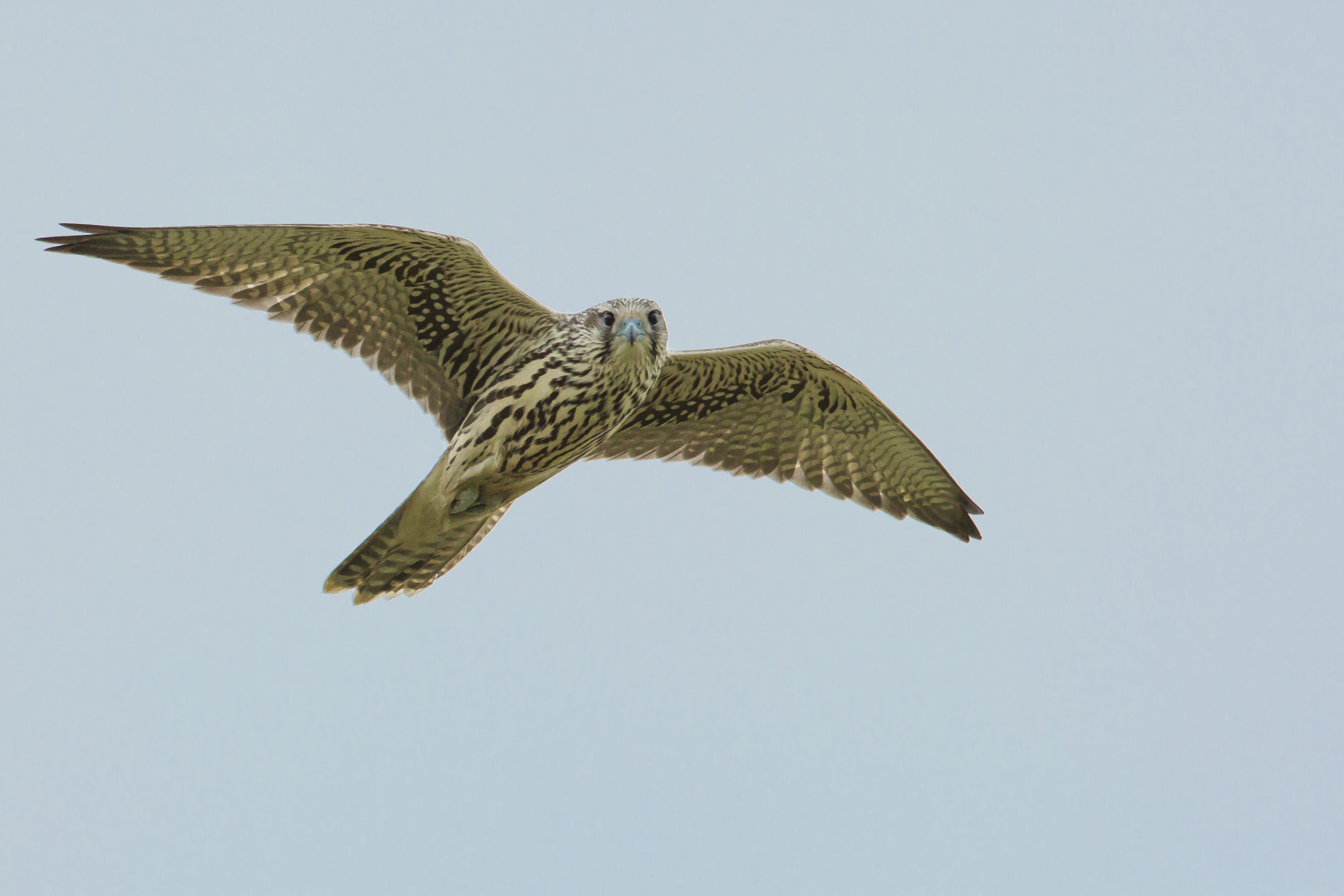 clear sky, owl, endangered species, mid-air, low angle view, animal wildlife, animal wing, bayan box village, one animal, spread wings, access the local peregrine, HD Wallpaper