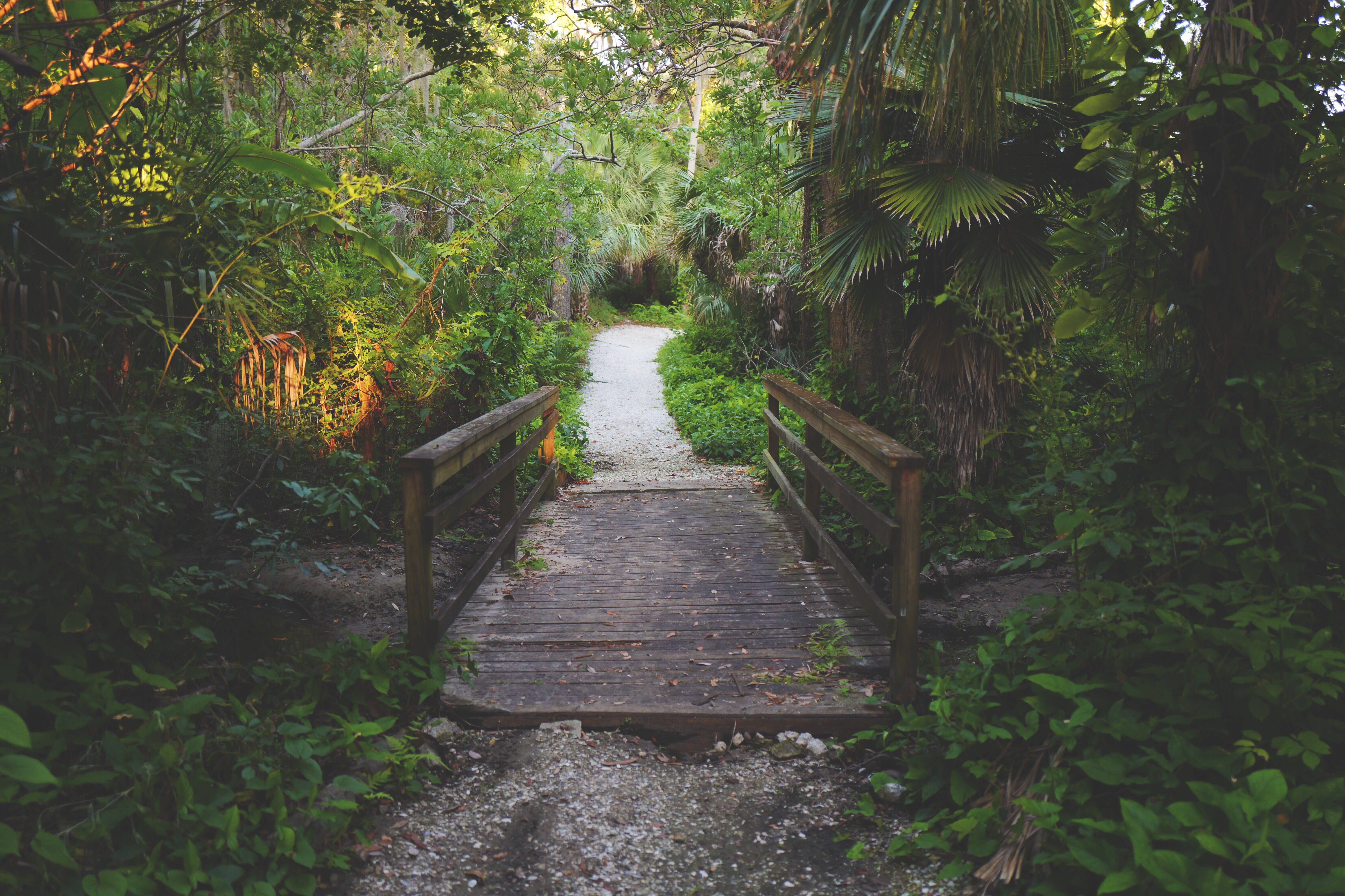 united states, road, forest, trees, florida, diminishing perspective, outdoors, tranquil scene, 5K, green color, plant, largo, narrow, railing, wooden, HD Wallpaper