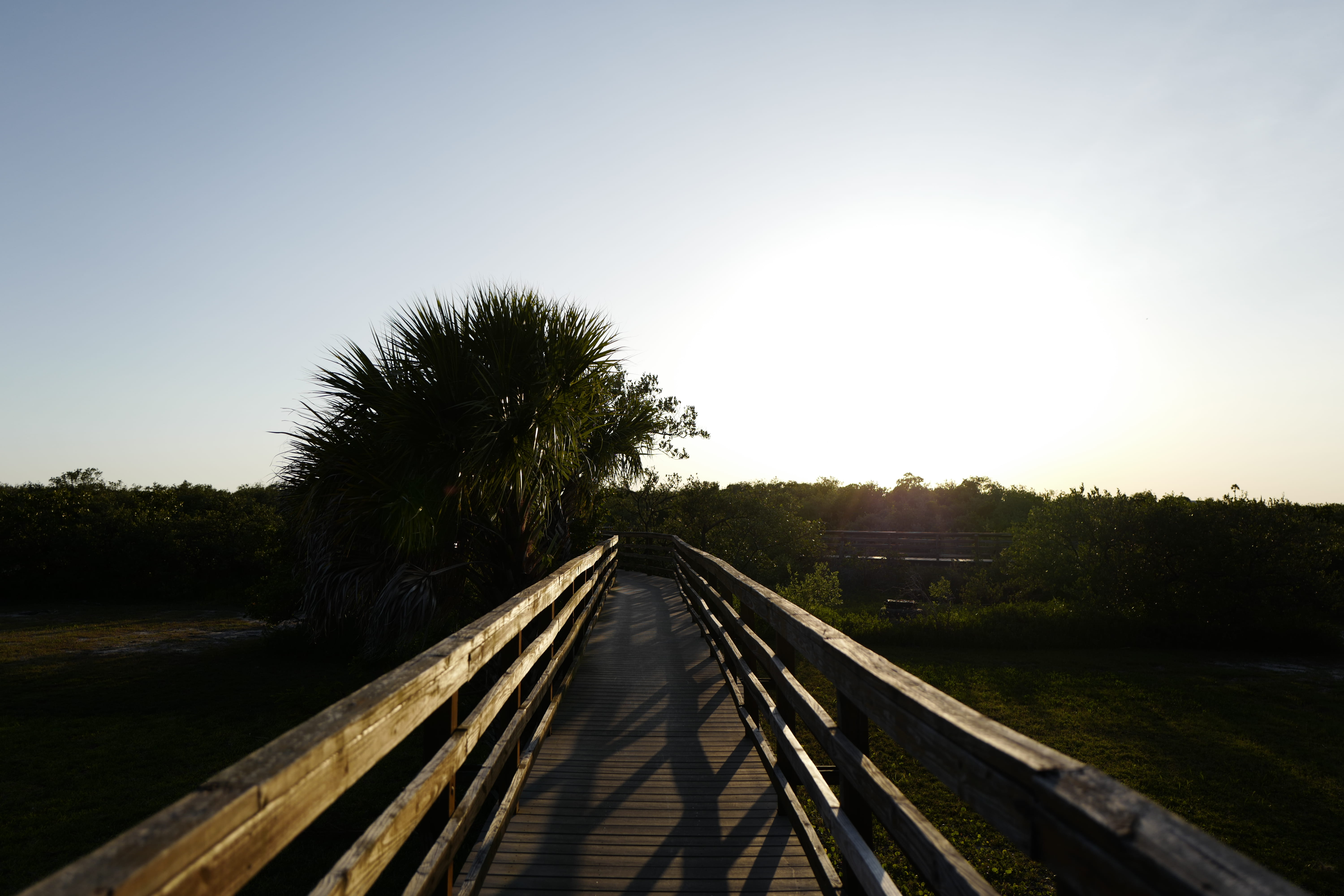 clear sky, bridge, sunlight, walkway, built structure, largo, tranquility, palm tree, outdoors, direction, the way forward, sky, trees, architecture, no people, HD Wallpaper
