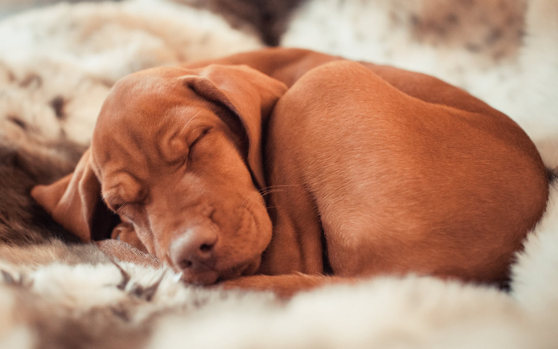 tan, domestic animals, animal head, brown, furniture, canine, hungarian vizslas, napping, indoors, dog, animal themes, coated, puppy, lying down, ennio, HD Wallpaper