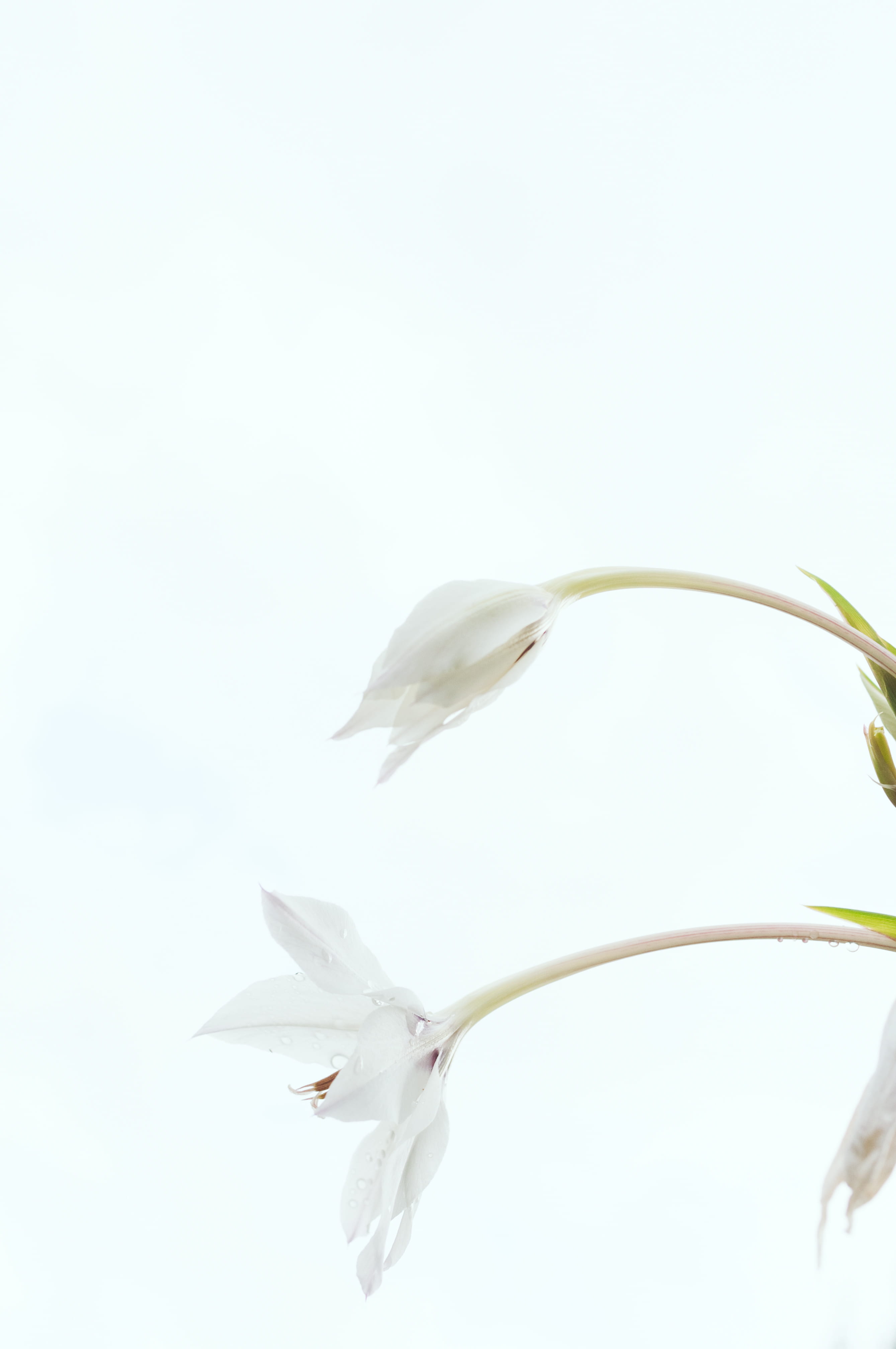 flower, minimal, white background, stem, no people, animals in the wild, low angle view, copy space, freshness, animal themes, petal, flying, backgrond, Phone HD Wallpaper