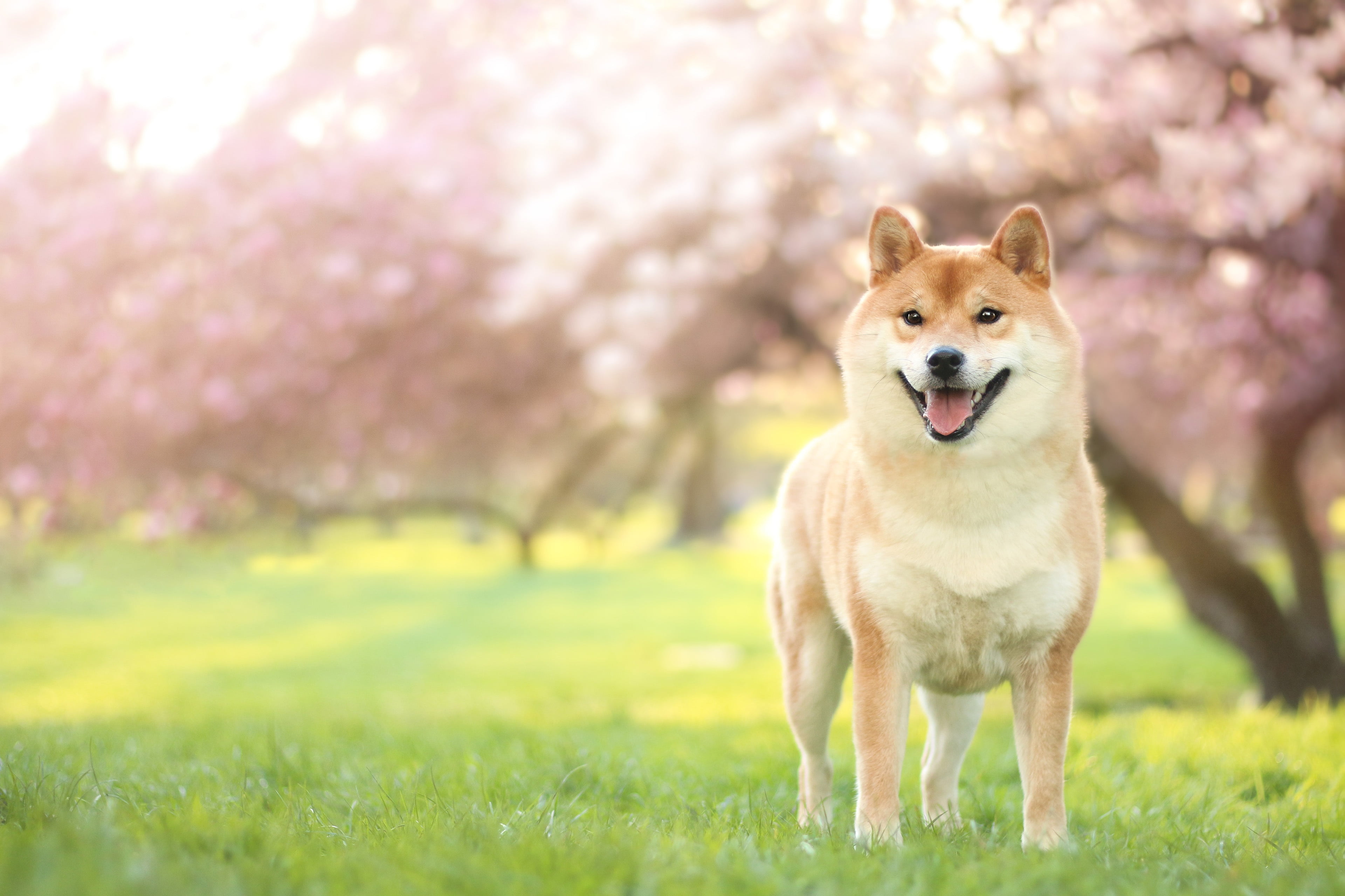 bokeh, walk, grass, Shiba, pink, green, mood, lawn, Shiba inu, sitting, background, smile, tree, greens, garden, pose, glade, face, nature, 4K, spring, HD Wallpaper