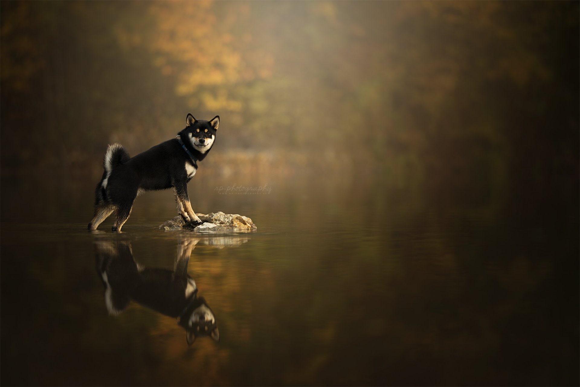 Dogs, Dog, 1080P, Shiba Inu, HD Wallpaper