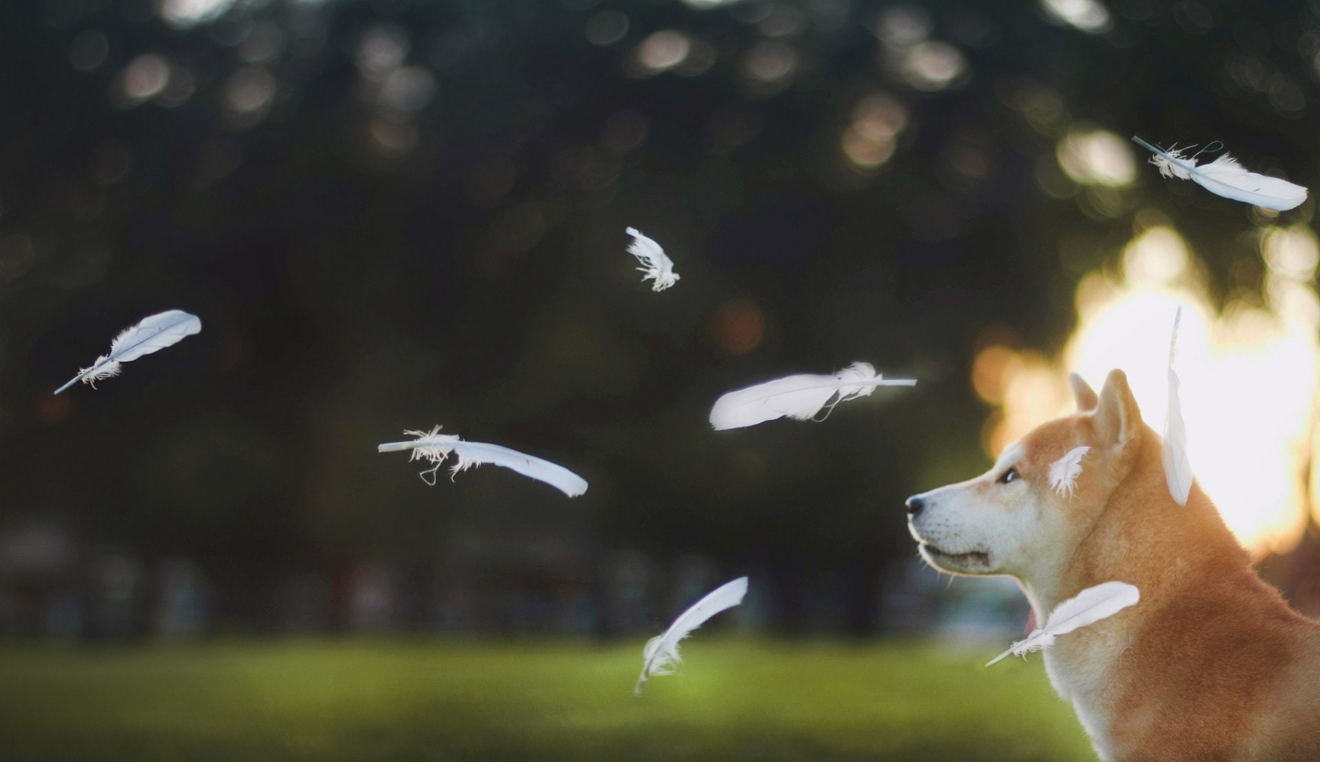 1080P, Dogs, Shiba Inu, HD Wallpaper