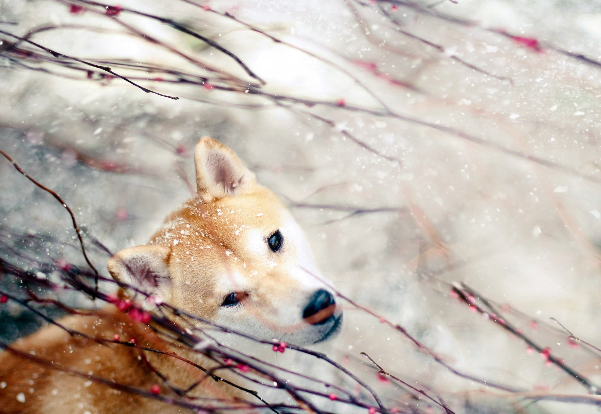 1080P, Dogs, one animal, day, animal themes, tree, nature, plant, outdoors, animals in the wild, close-up, winter, no people, snowing, Shiba Inu, mammal, HD Wallpaper