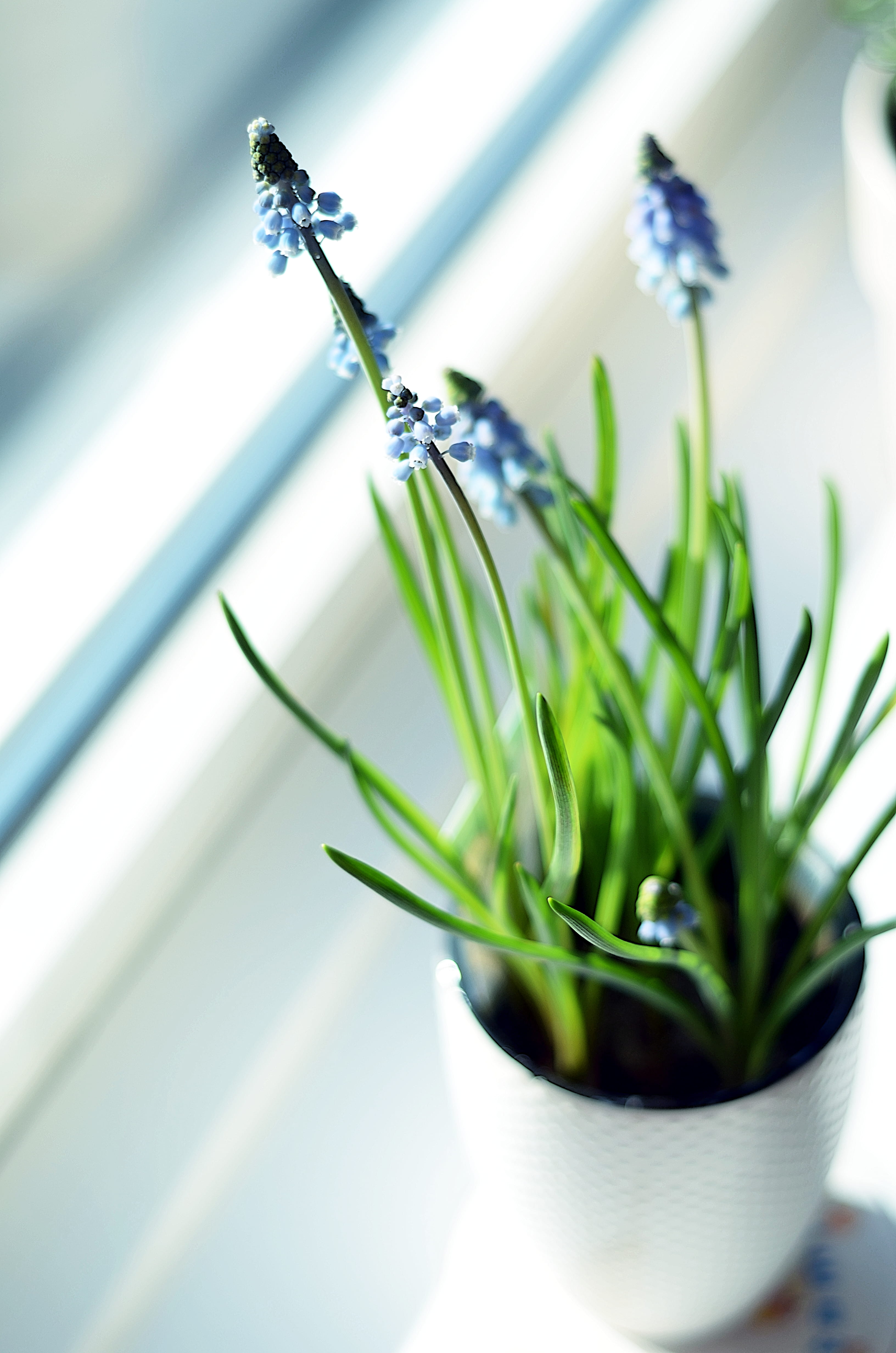 green, plant part, freshness, beauty in nature, leaf, easter, calm, sunlight, plant, close-up, fresh, flowering plant, day, no people, restart, potted plant, Phone HD Wallpaper