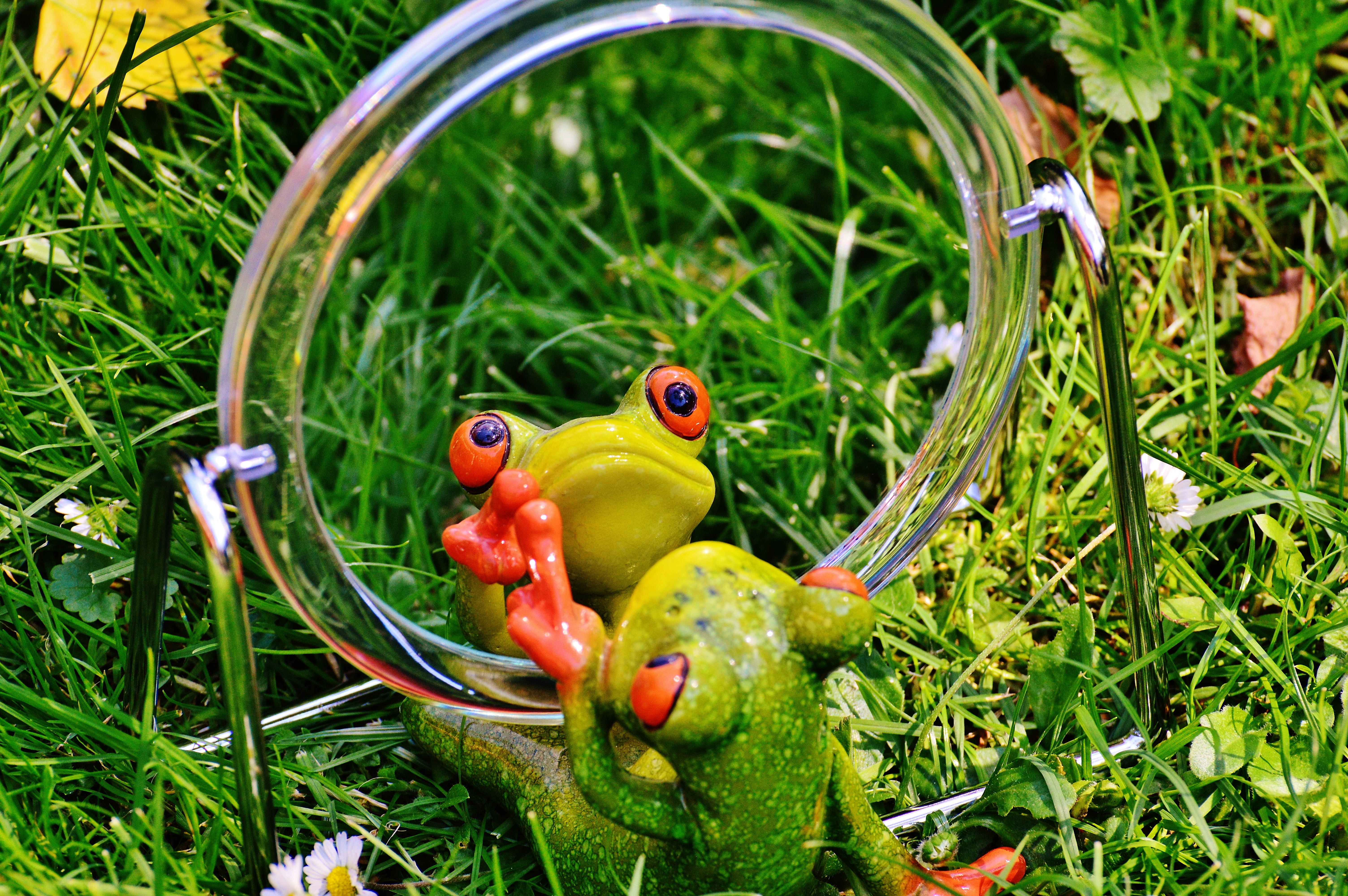 mirroring, bird, vertebrate, close-up, day, green, mirror image, wildlife, no people, amphibian, grass, animals in the wild, mirror, fun, animal, sweet, HD Wallpaper