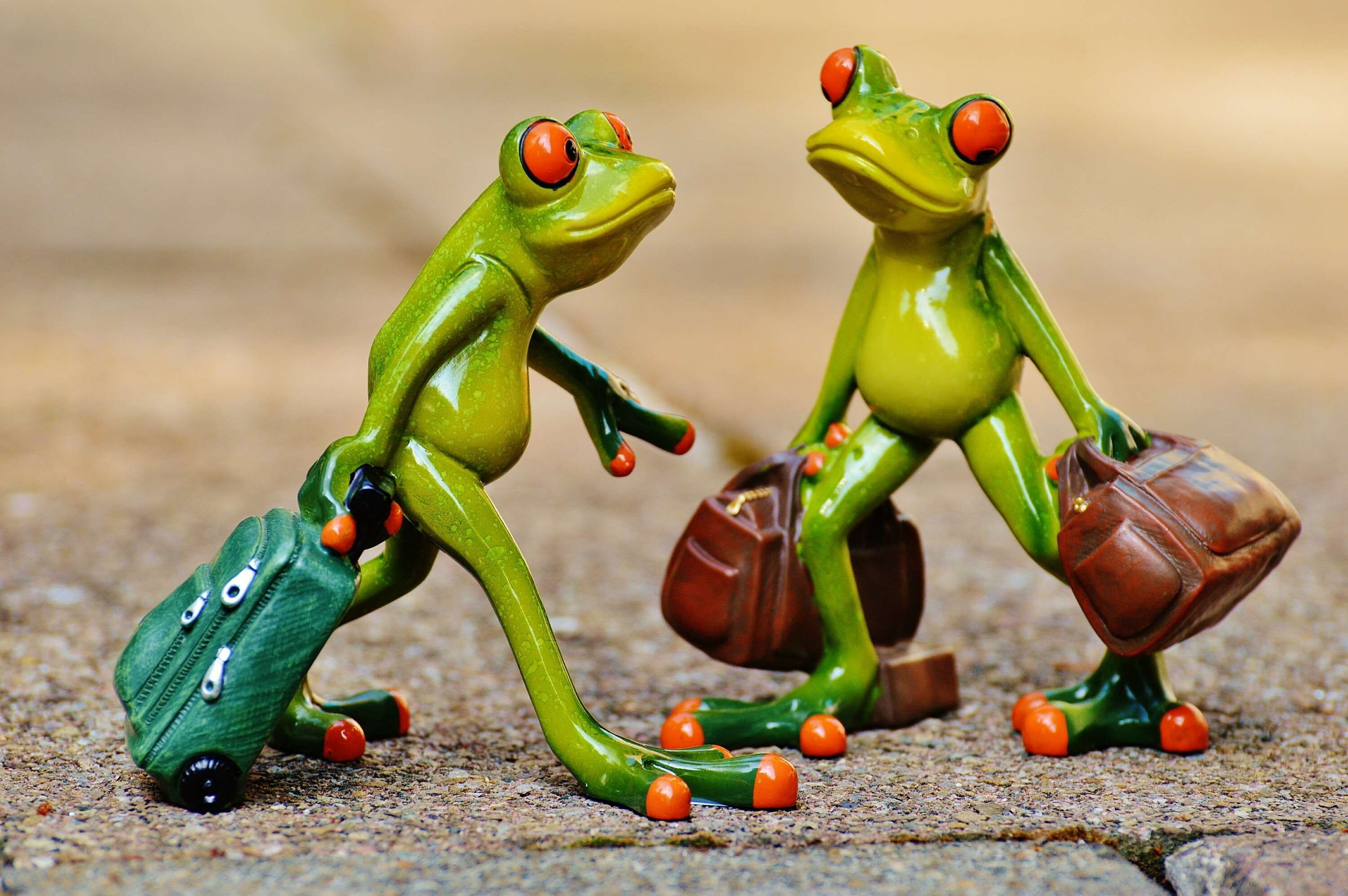holiday, go away, travel, on the go, 2K, luggage, funny, cute, fun, holdall, frog, animal, frogs, fig, HD Wallpaper