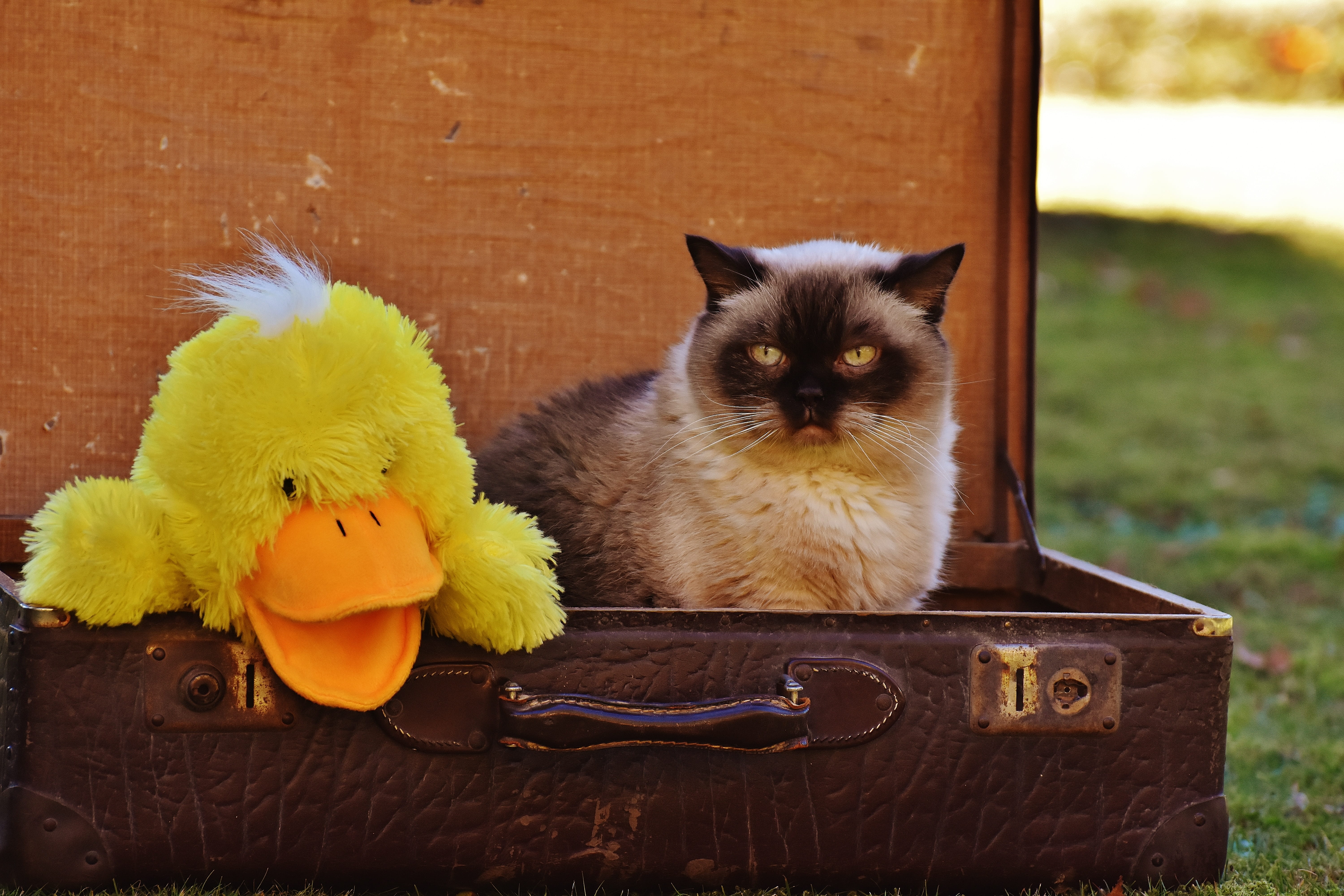 5K, children, siamese, brown, white duck, leather, british shorthair, no people, one animal, black cat, cat, suitcase, soft toy, duck, sitting, yellow, HD Wallpaper