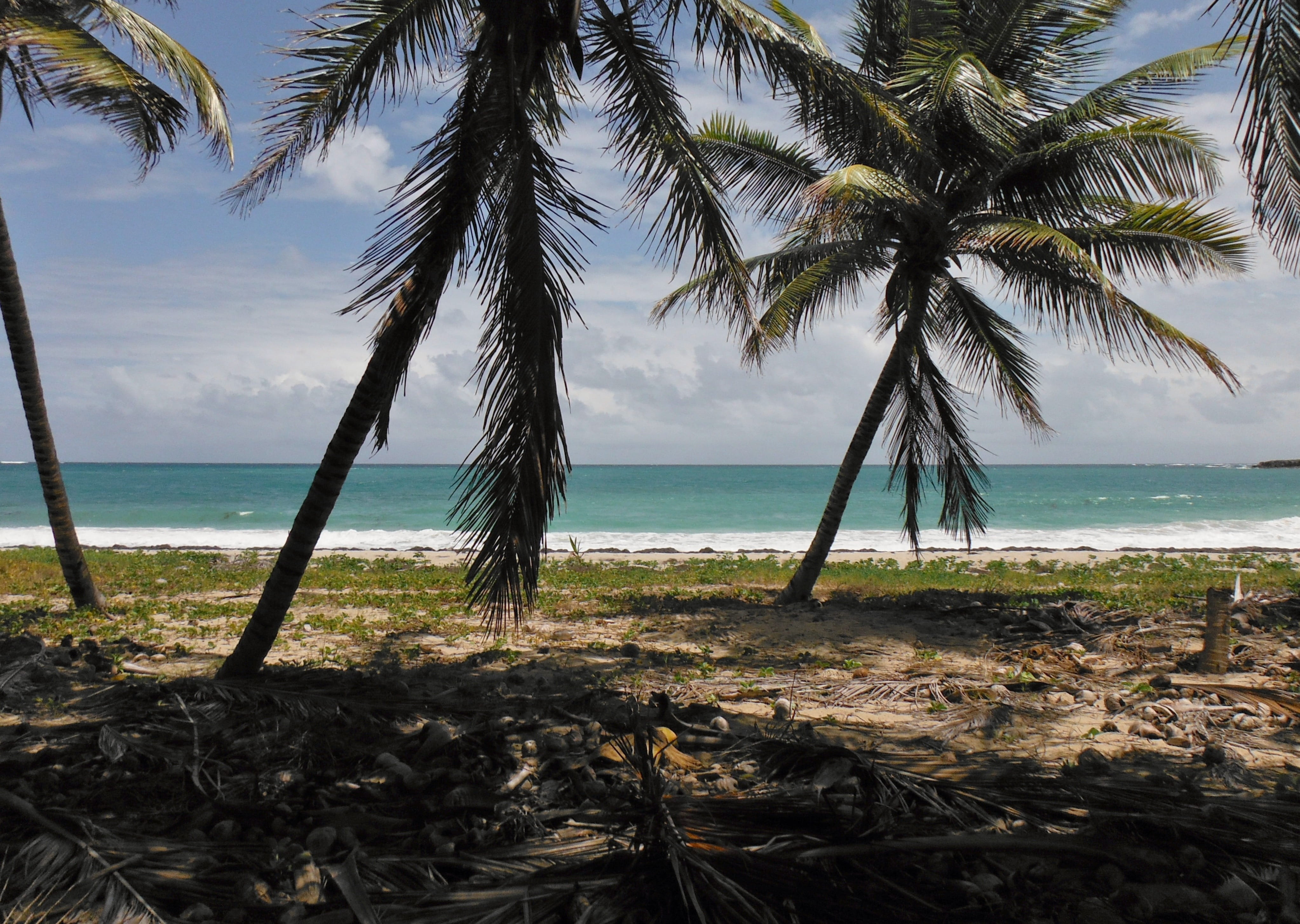 nature, caribbean Sea, growth, plant, horizon, beaches, 4K, Holiday, Martinique, tranquility, near, island, blue, beauty in nature, palm Tree, coastline, HD Wallpaper