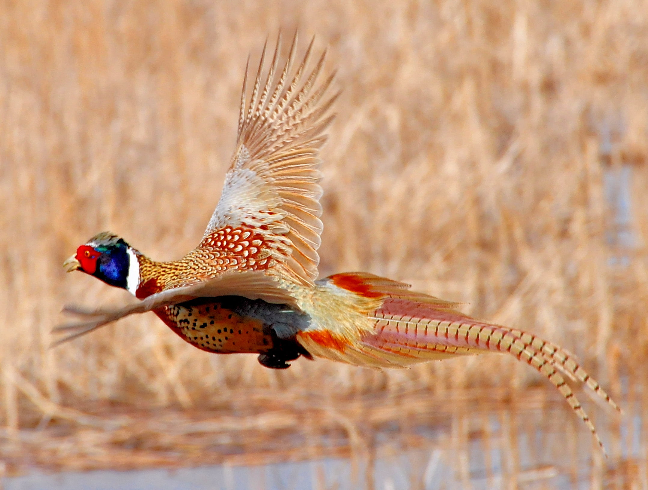 flying, multi Colored, refuge, FWS, NWR, animal, red, Nature  Conservation, 1080P, wildlife, nature, necked, Lacreek National Wildlife Refuge, water, bird, HD Wallpaper
