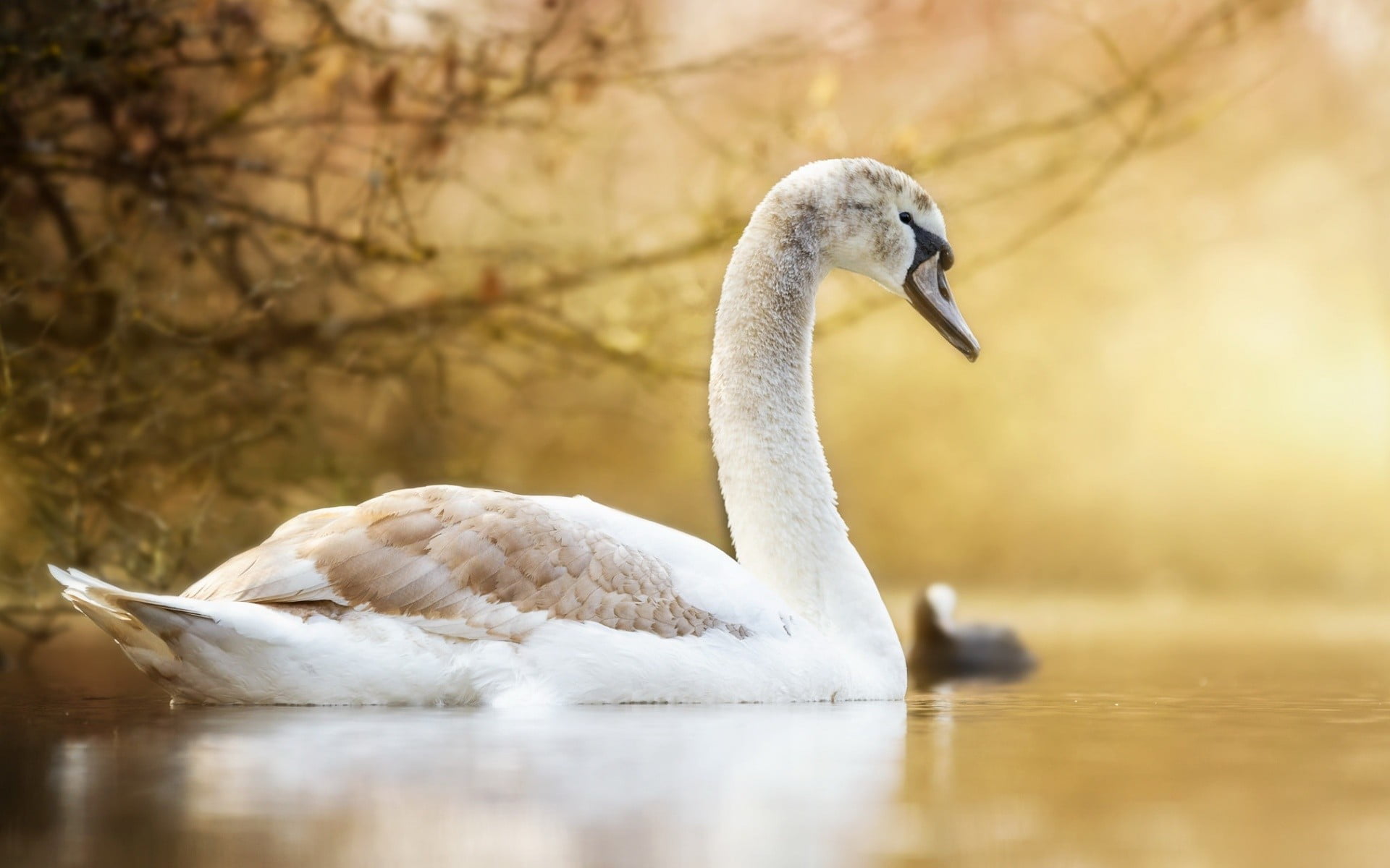 white color, swan, 1080P, animal, animal themes, lake, vertebrate, cygnet, selective focus, water, outdoors, animals, swimming, one animal, water bird, HD Wallpaper