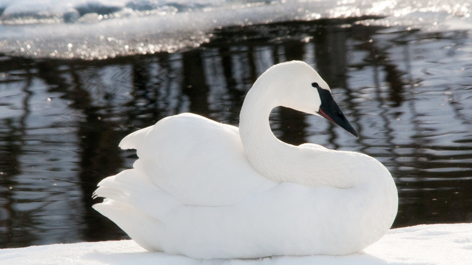 cold temperature, animal neck, day, white color, nature, 1080P, black, one animal, birds, winter, bird, animals in the wild, animal themes, toy, swan, HD Wallpaper