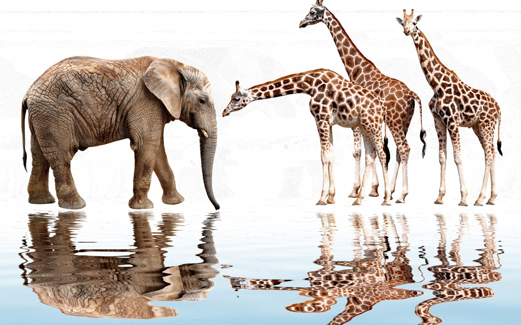 reflection, elephant, water, ruffle, white background, photoshop, giraffes, 720P, HD Wallpaper