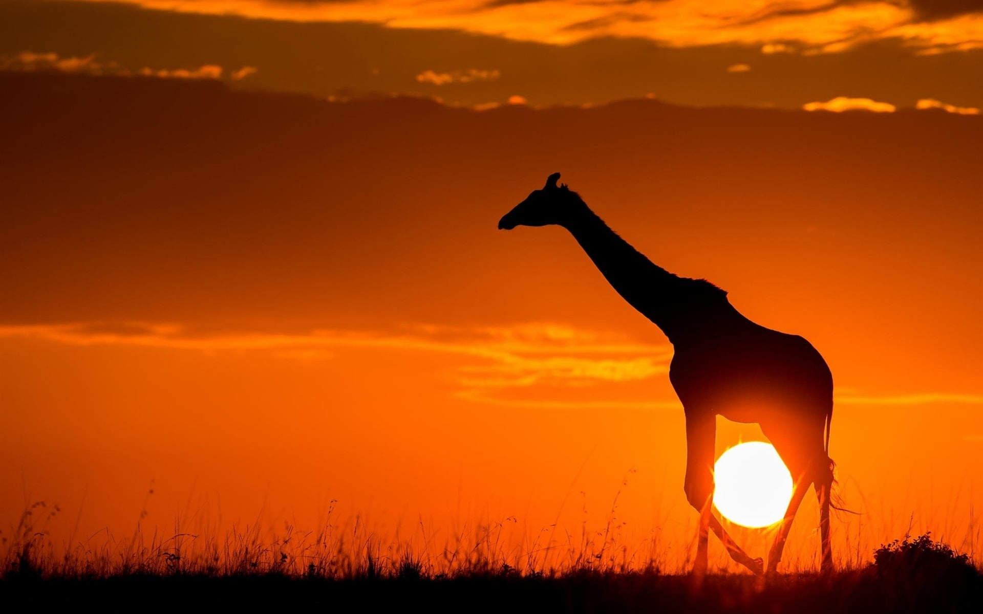 Sketch, 1080P, Giraffe, Africa, Sunset, Sunshine, Dusk, HD Wallpaper