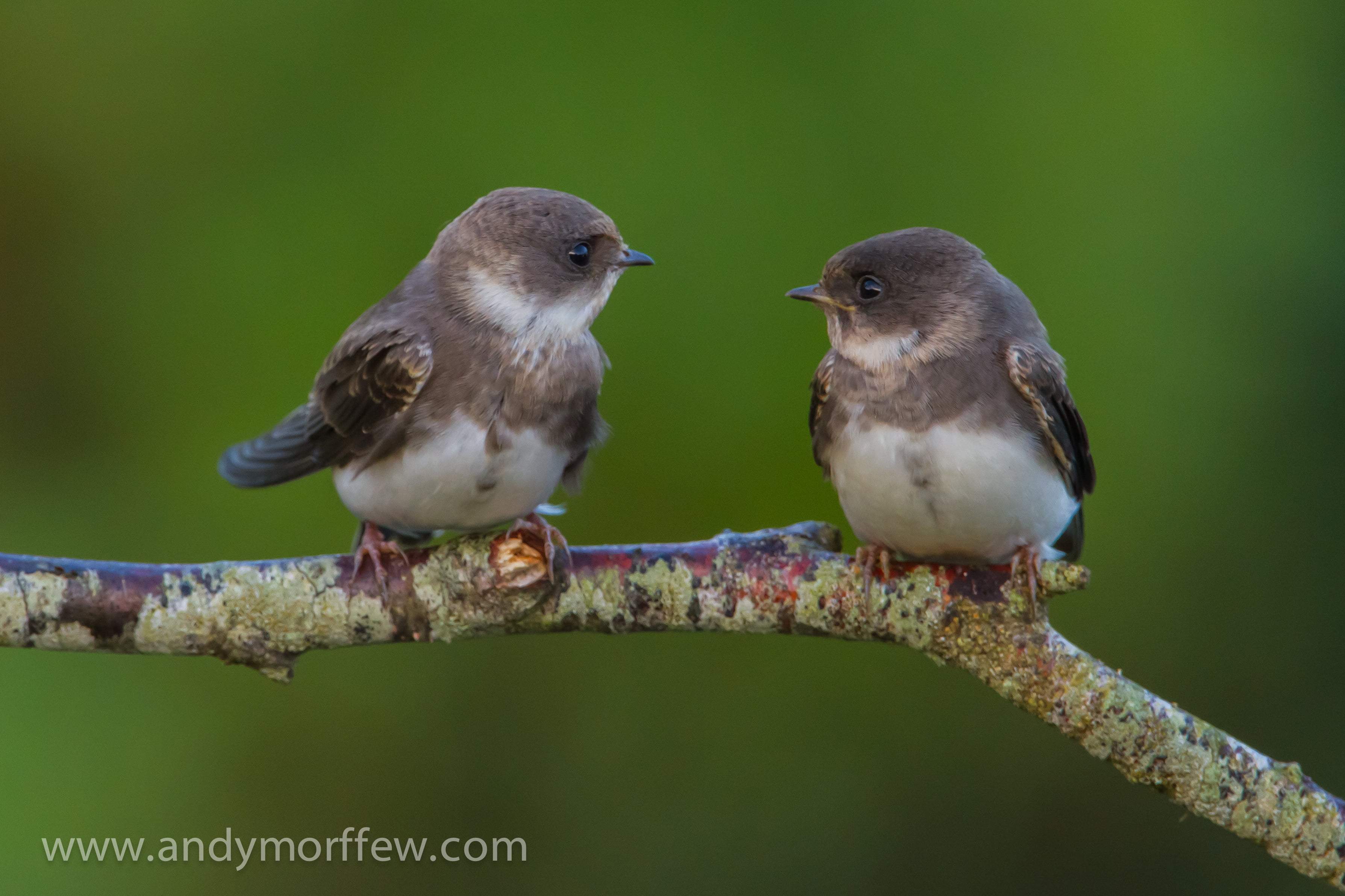 Nature, Sand Martins, excellence, gray, beak, Africa, two, branch, 2K, bird, pip, Lens, birds, wildlife, animal, outdoors, Hampshire, Bewildered, HD Wallpaper